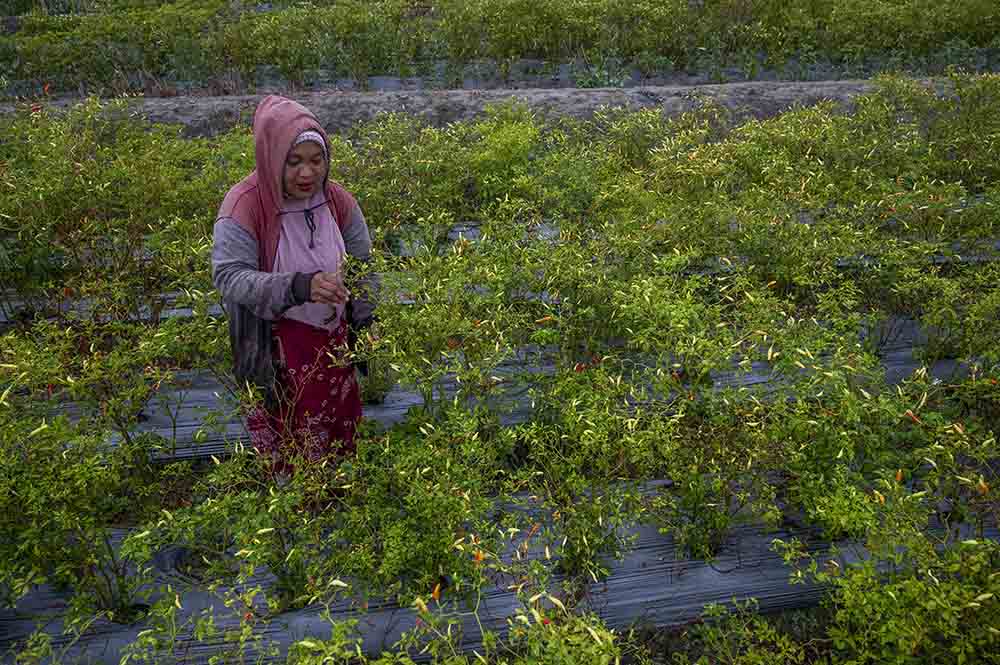 Harga Cabai Rawit Naik Jelang Nataru