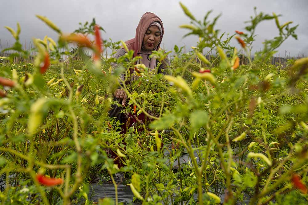 Harga Cabai Rawit Naik Jelang Nataru