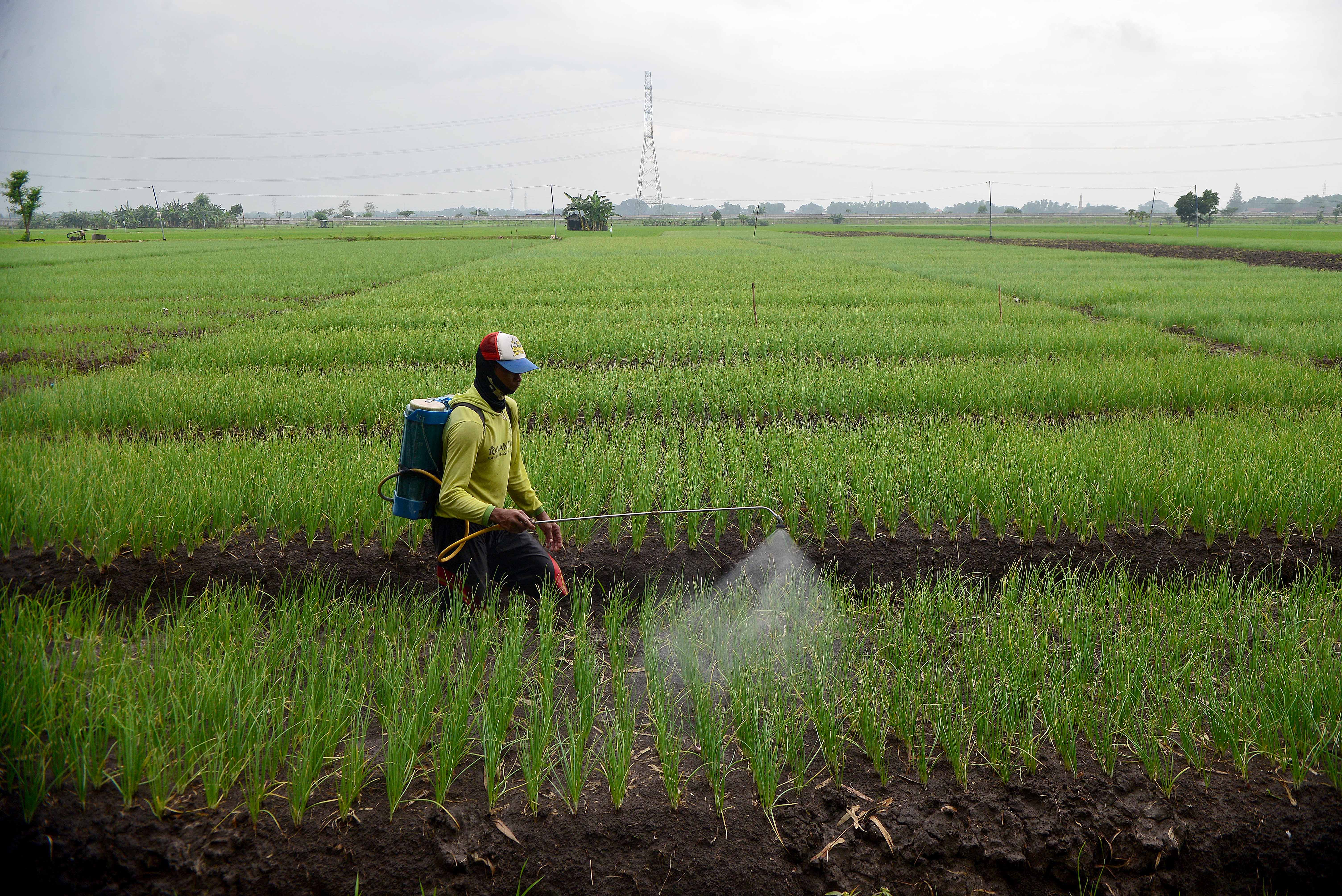 Kepastian Pembelian Bawang Merah