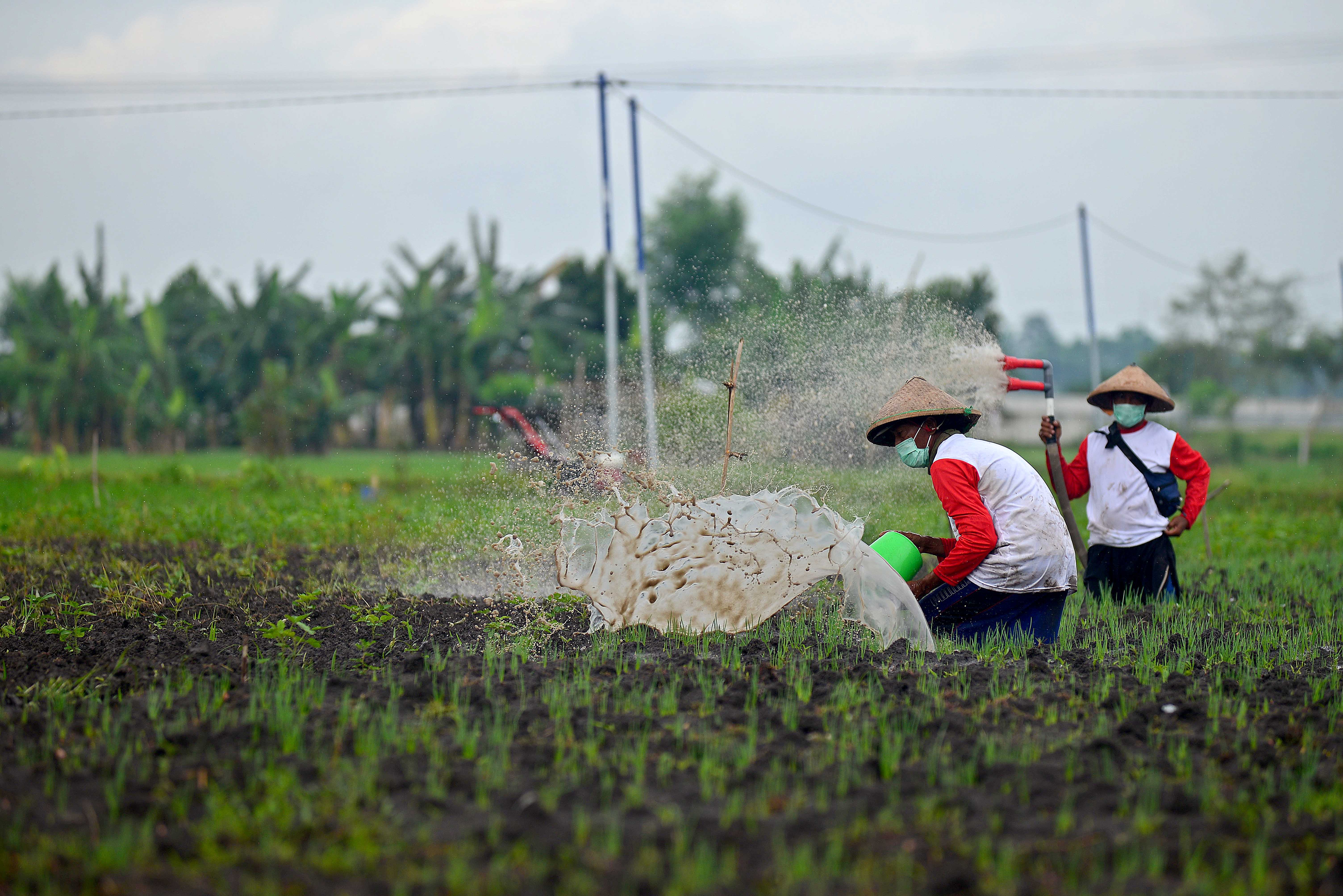 Kepastian Pembelian Bawang Merah