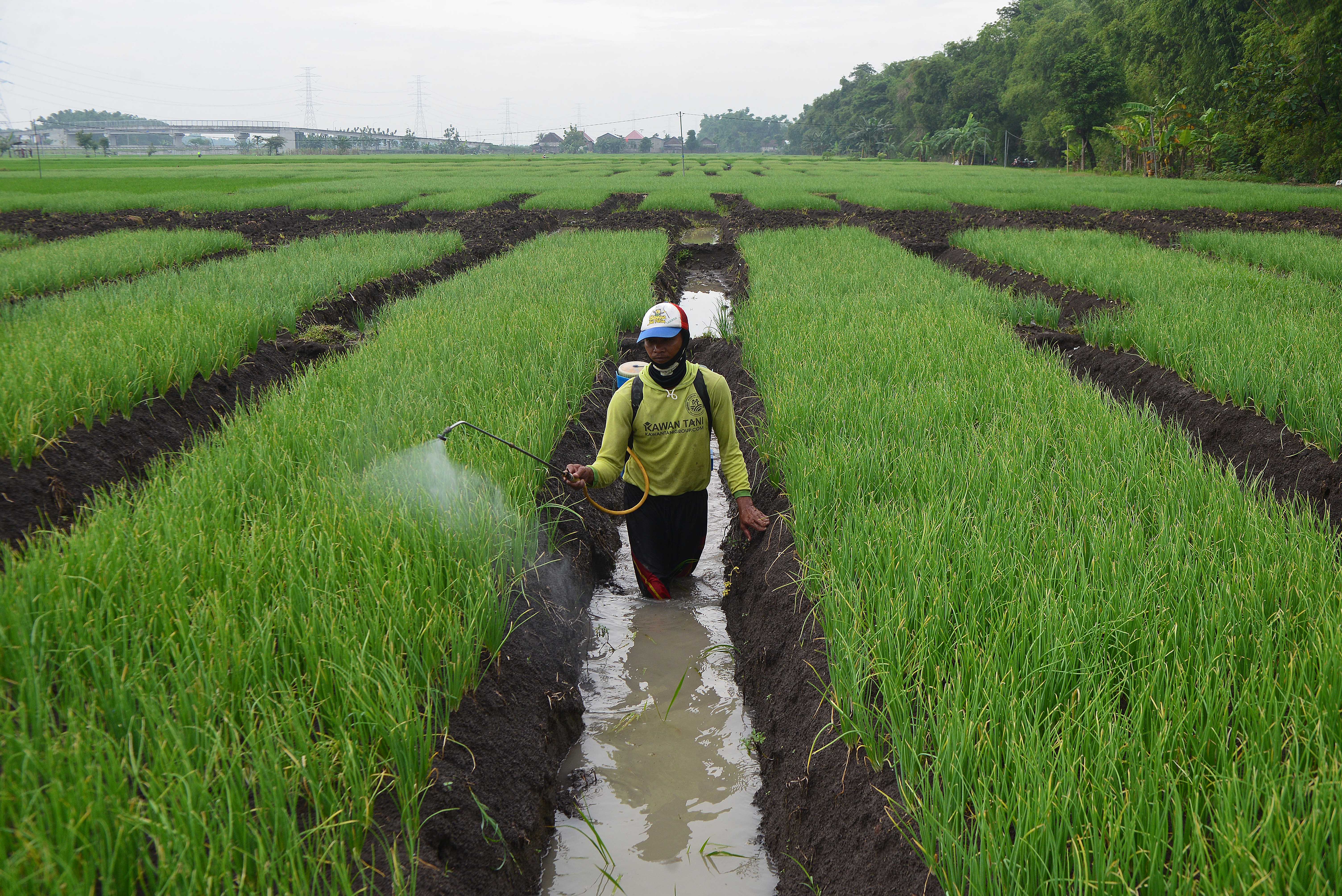 Kepastian Pembelian Bawang Merah