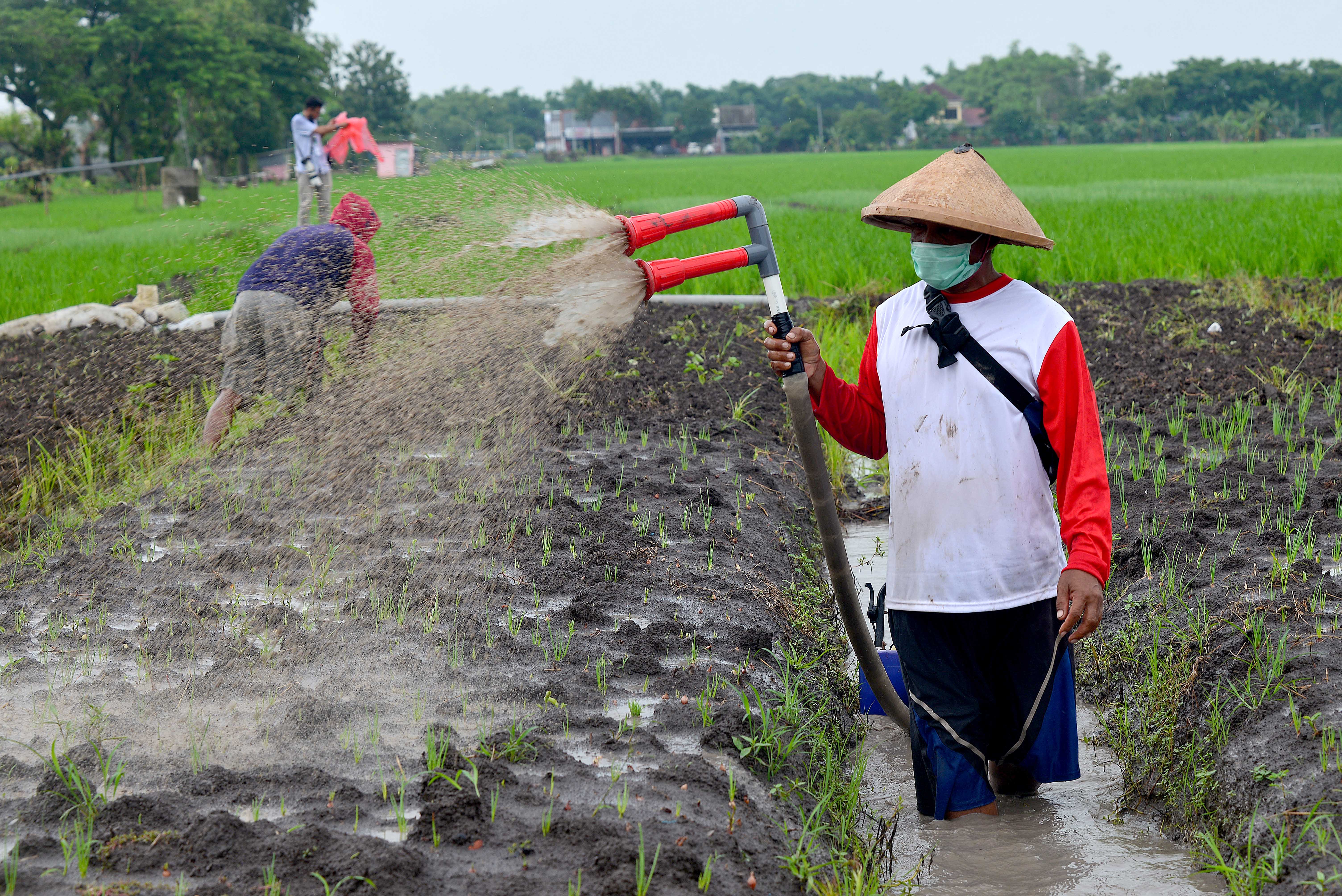 Kepastian Pembelian Bawang Merah