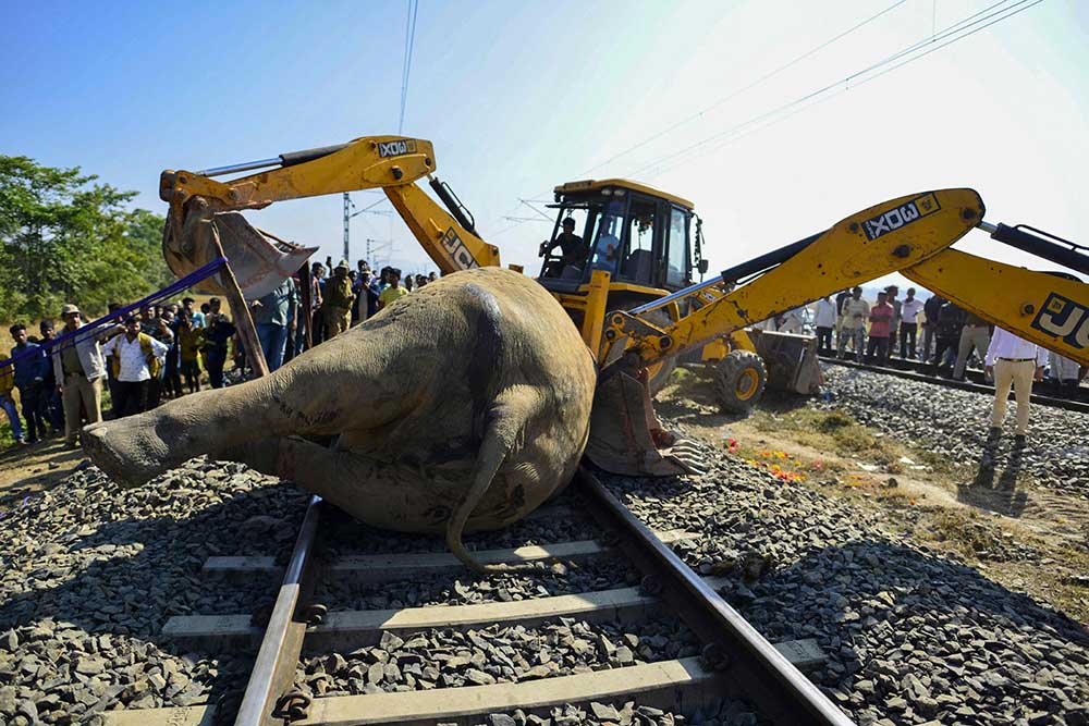 Dua Gajah Mati Tertabrak Kereta Api