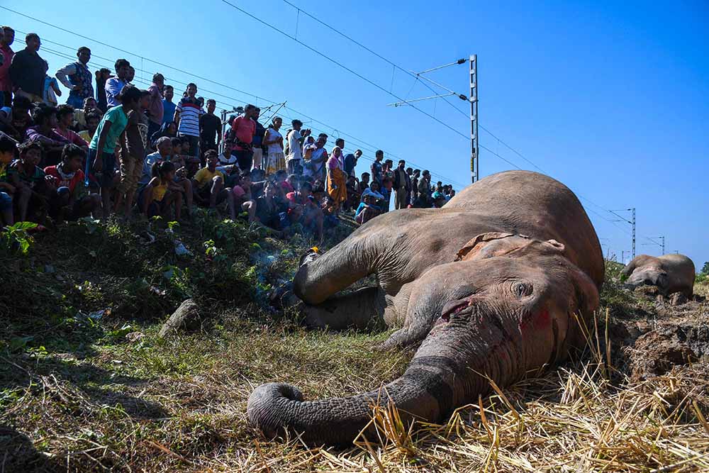 Dua Gajah Mati Tertabrak Kereta Api
