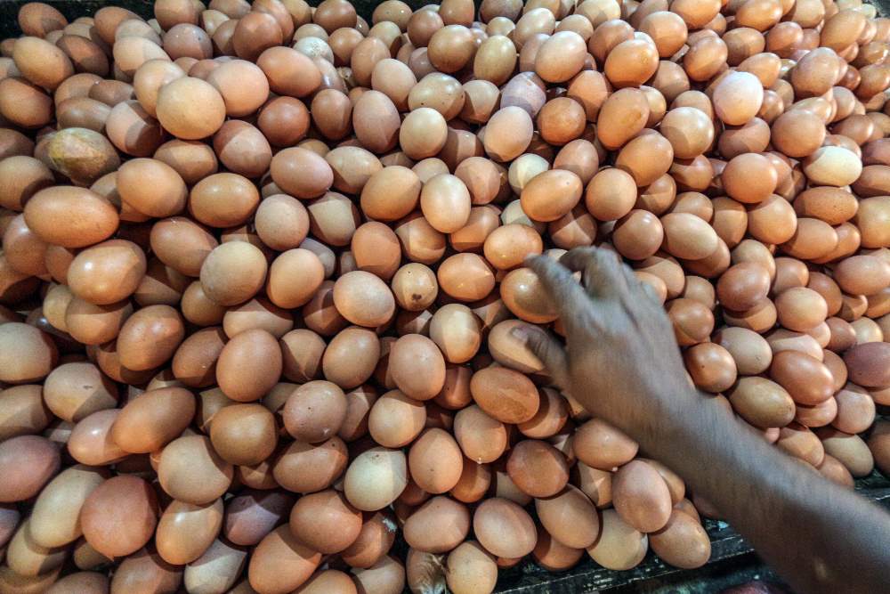 Harga Telur Ayam Ras Naik