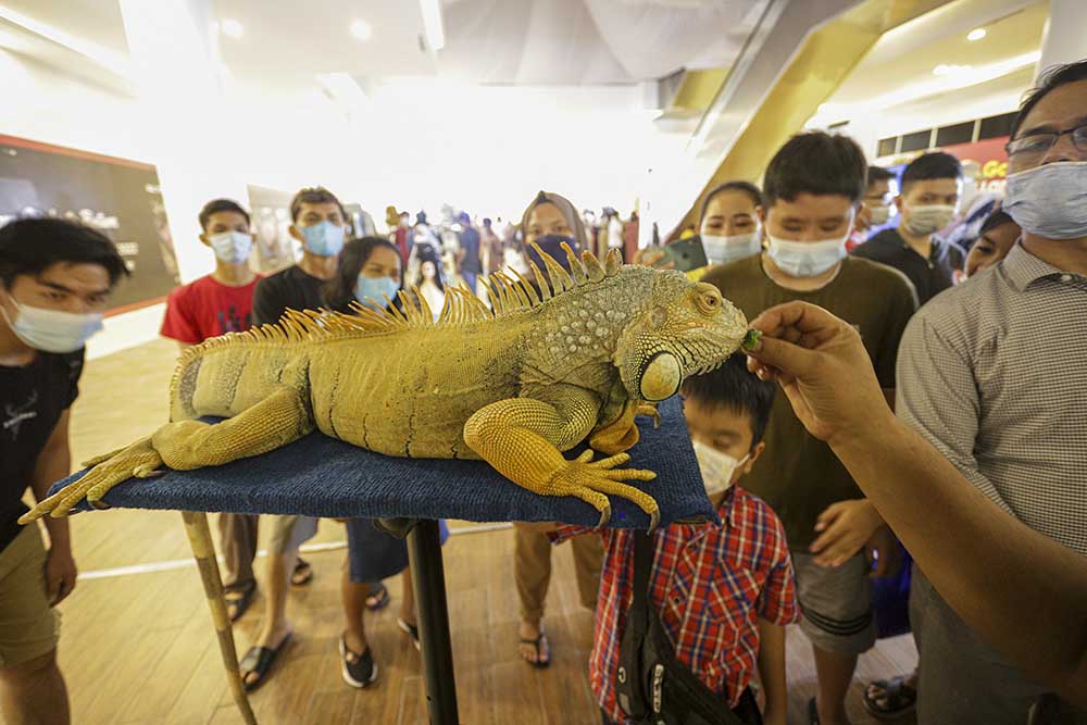 Pameran Hewan Reptil