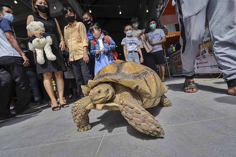 Pameran Hewan Reptil