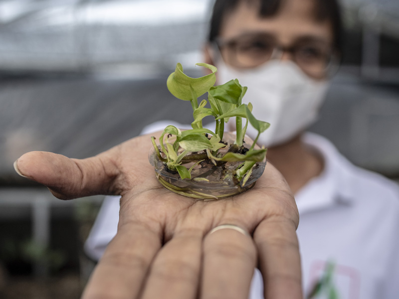 Potensi Tanaman Hias Di Indonesia