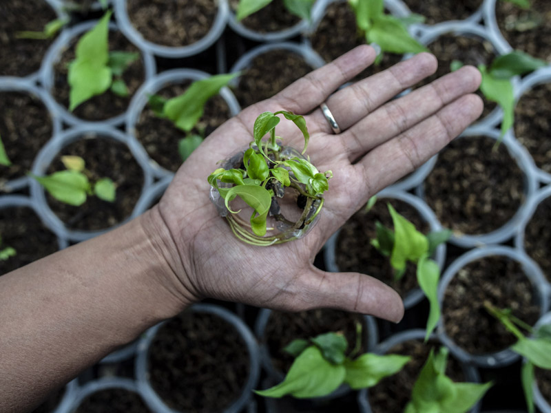 Potensi Tanaman Hias Di Indonesia
