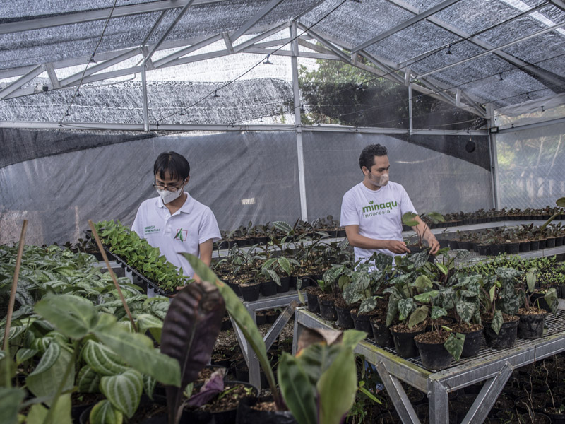 Potensi Tanaman Hias Di Indonesia