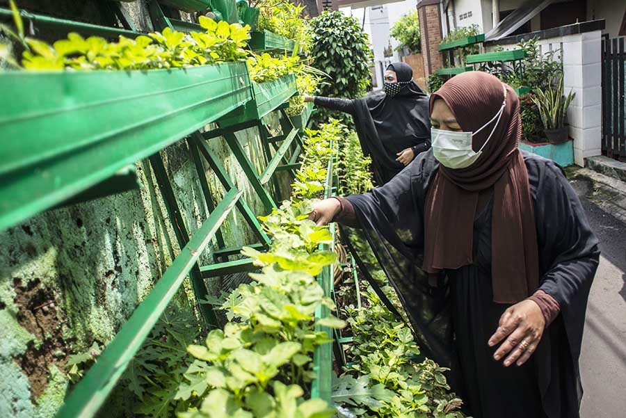 Memanfaatkan Ruang Sempit untuk Berkebun Vertikal di Jakarta 