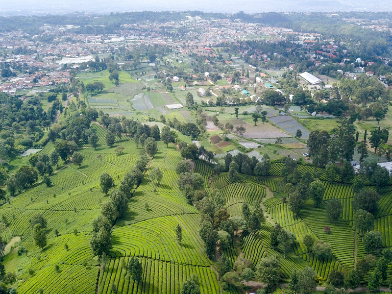 Perkebunan Teh Terluas Di Indonesia