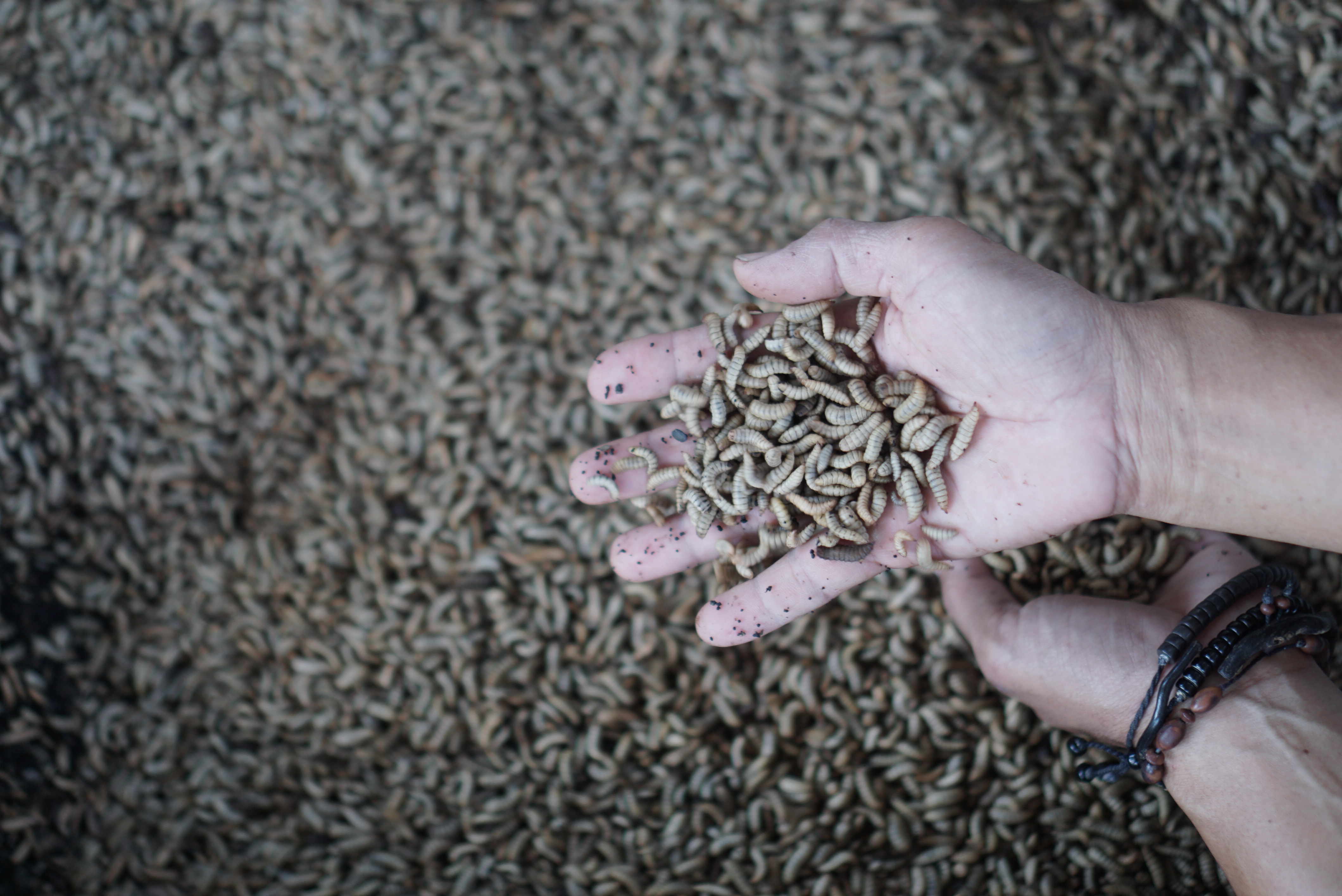 Budidaya Lalat Maggot 