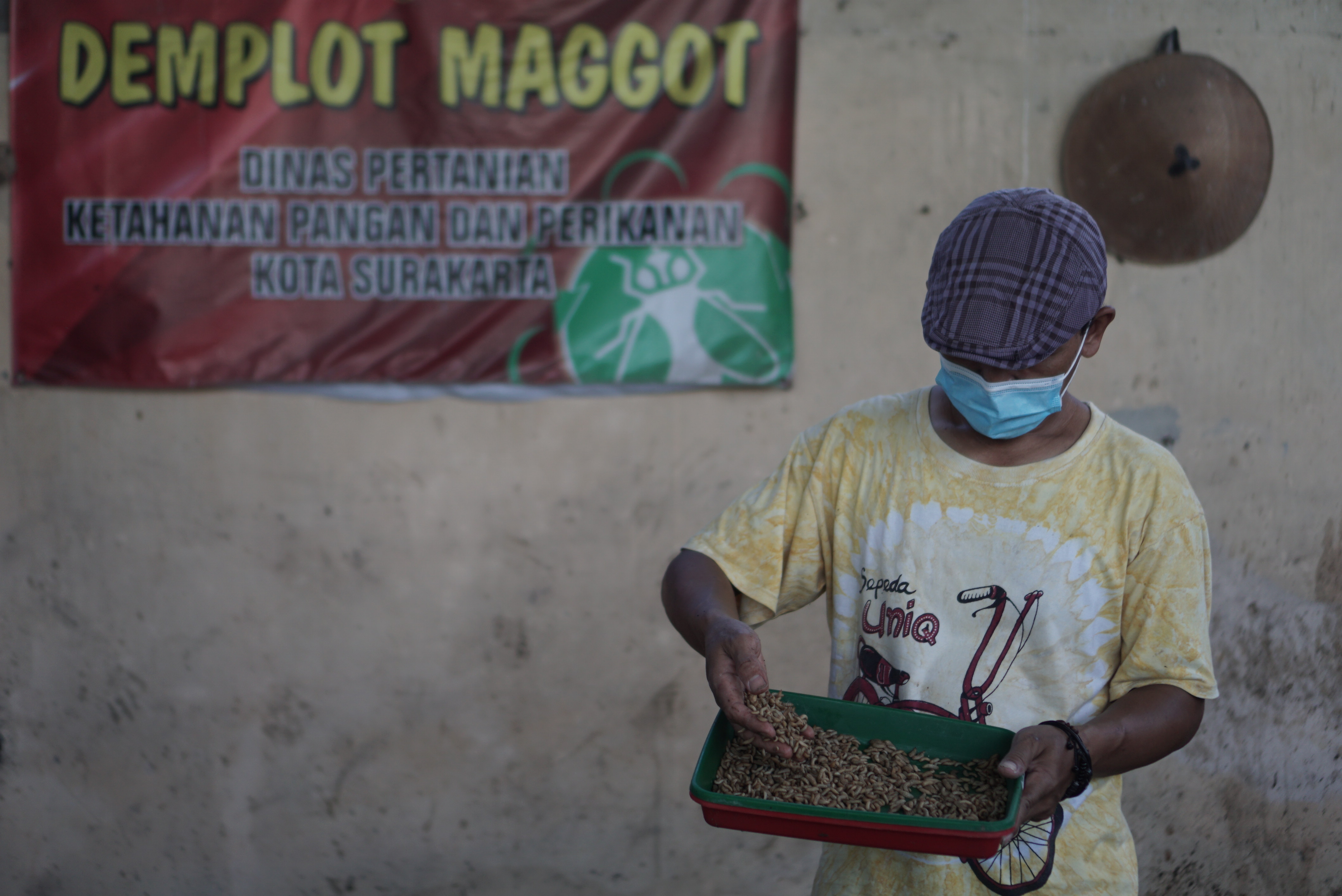 Budidaya Lalat Maggot 