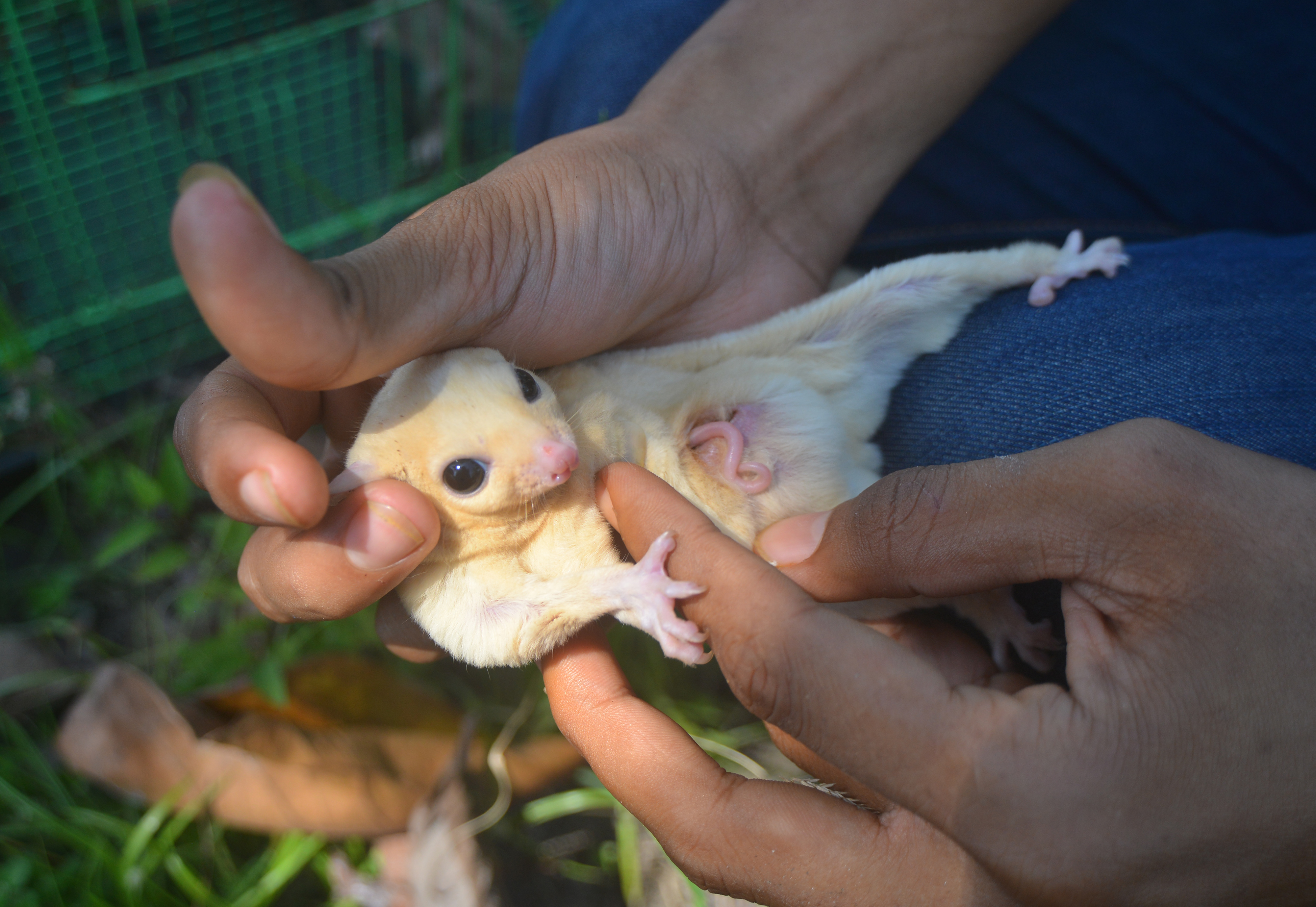 Bisnis Ternak Sugar Glider