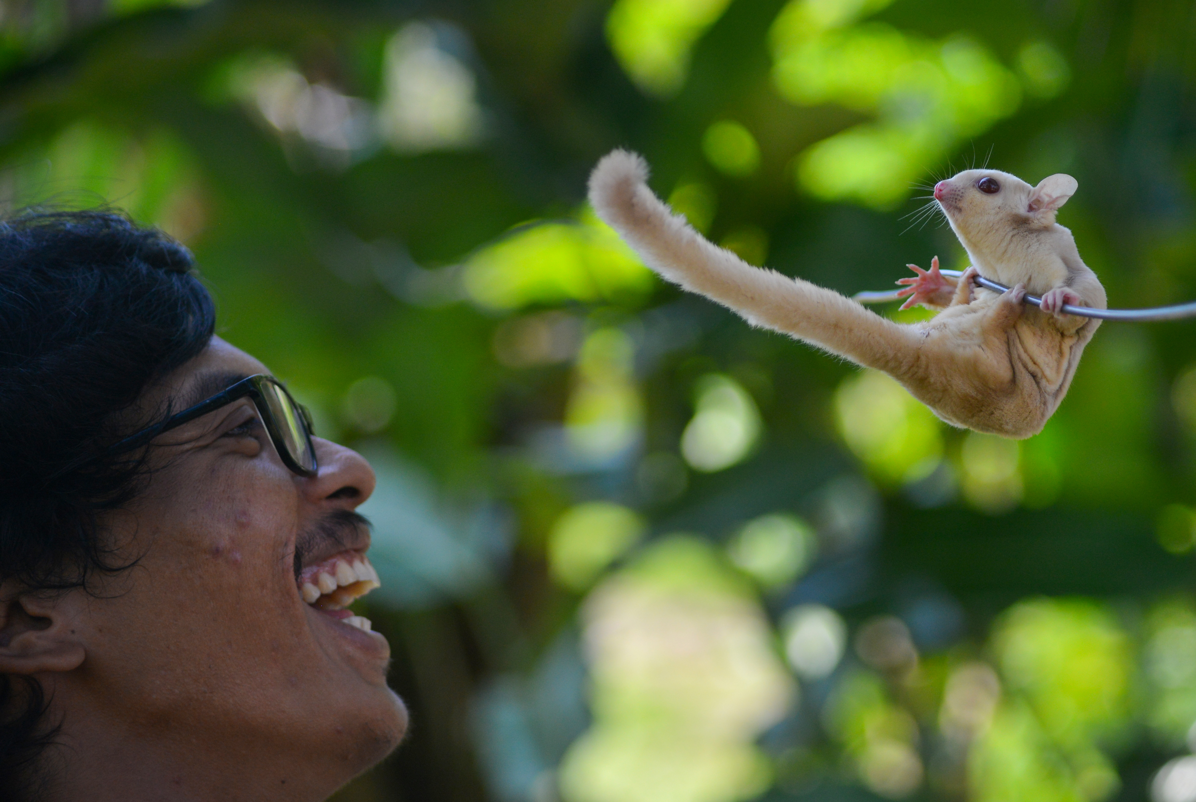 Bisnis Ternak Sugar Glider