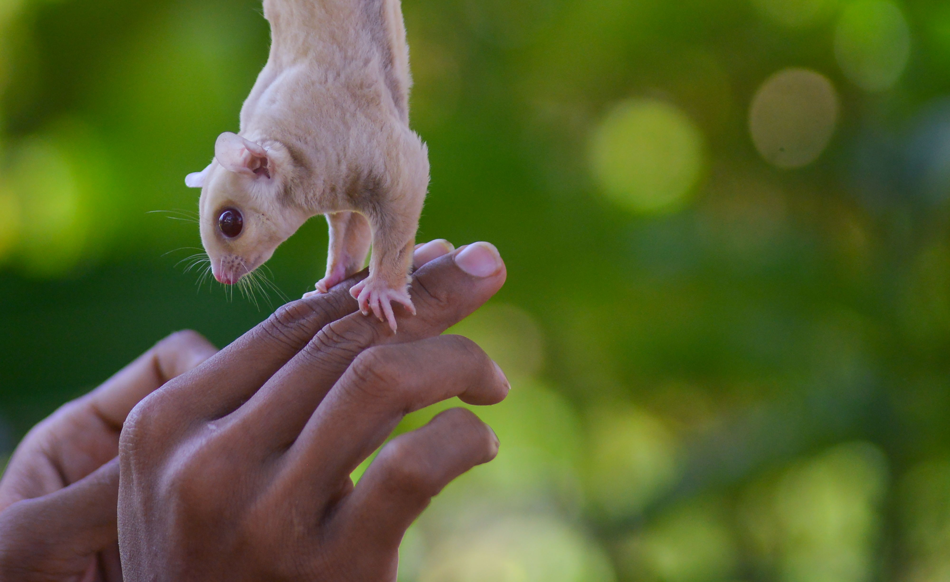 Bisnis Ternak Sugar Glider