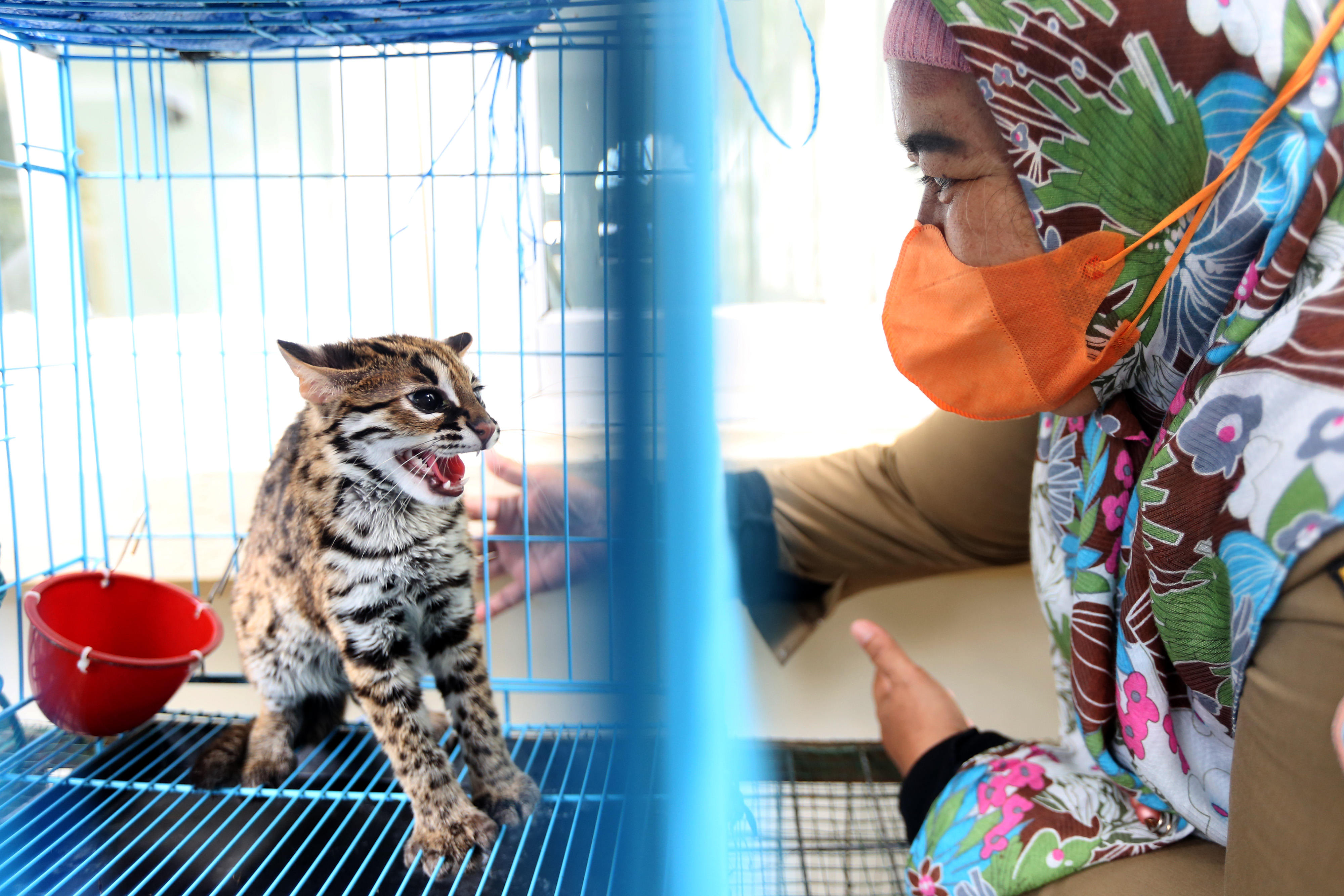 Pemeriksaan Satwa Langka Sebelum Dilepasliarkan