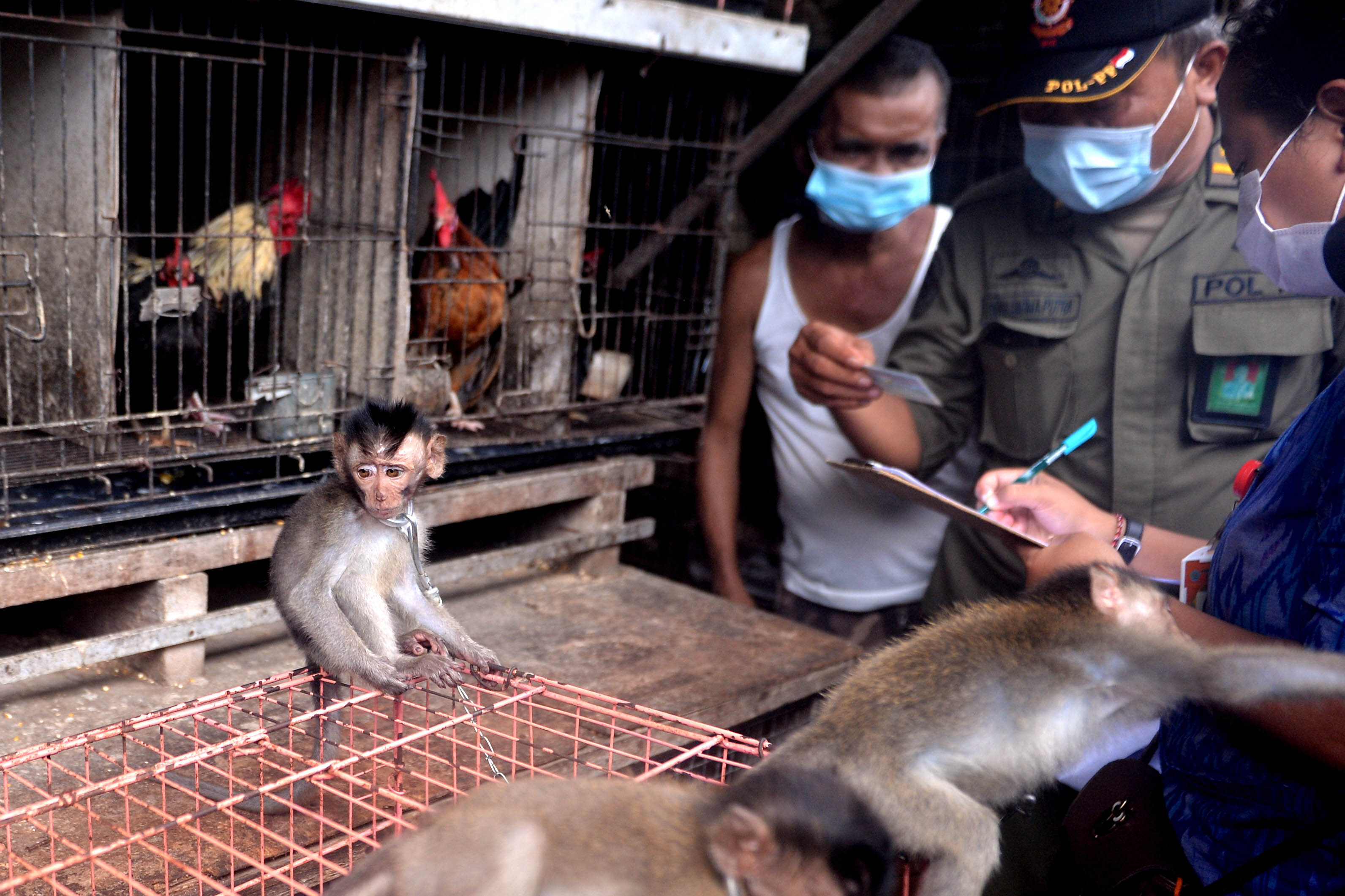 Sidak Perdagangan Satwa Liar