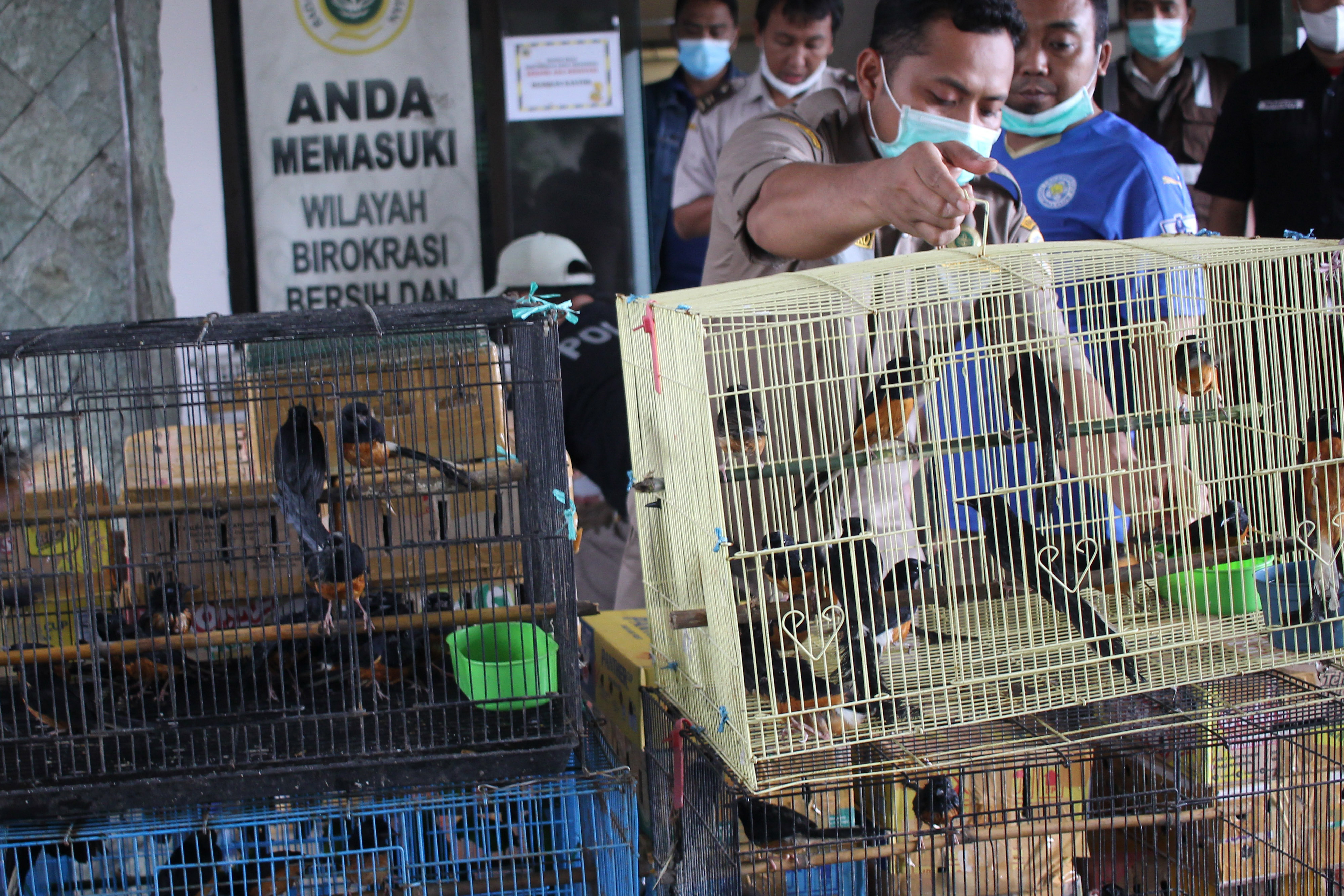 Penyelundupan Satwa Burung