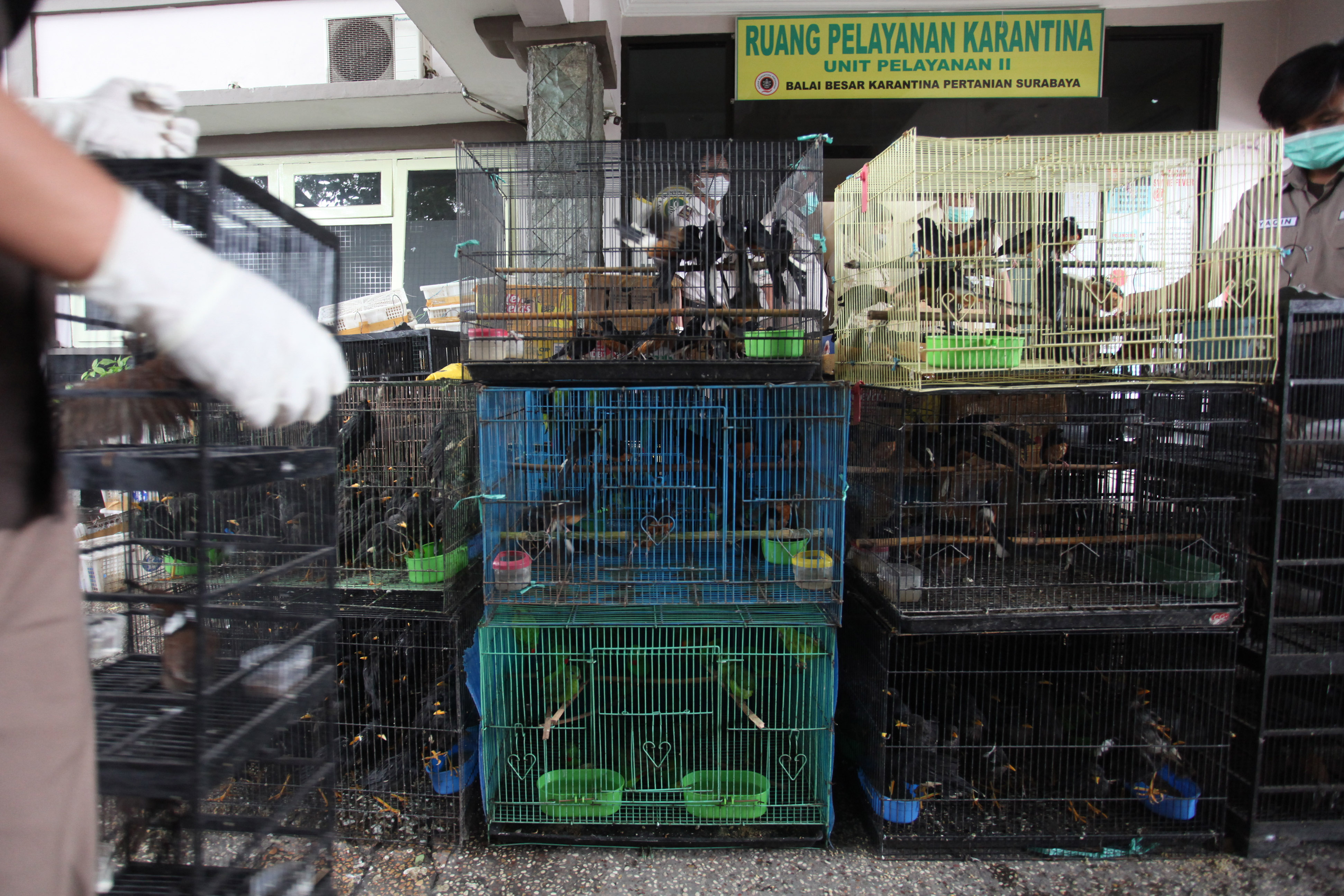 Penyelundupan Satwa Burung