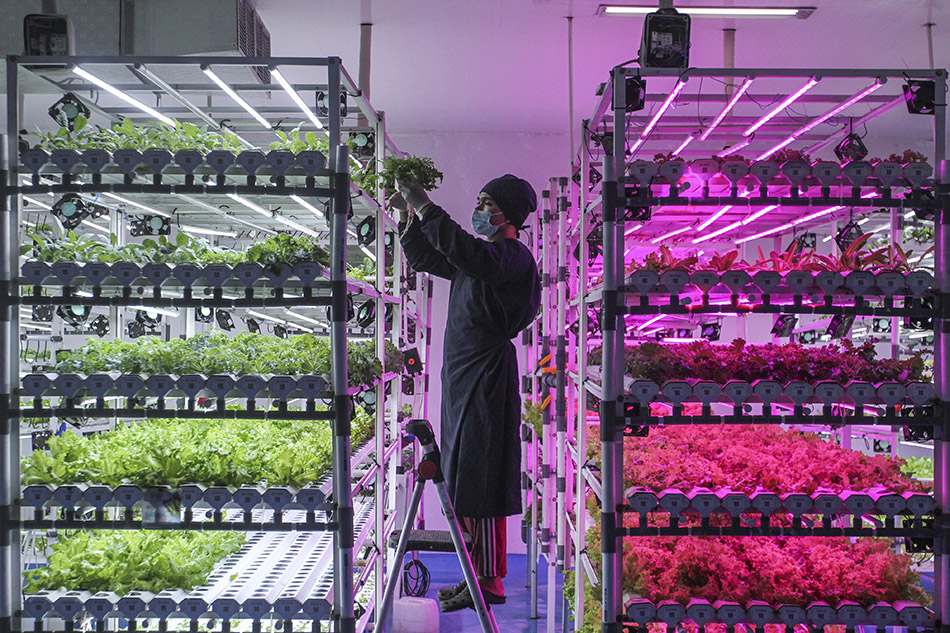 Budidaya Sayuran Dengan Vertikal Farming