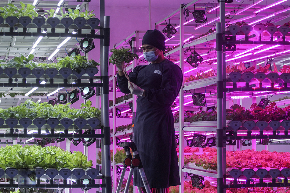 Budidaya Sayuran Dengan Vertikal Farming