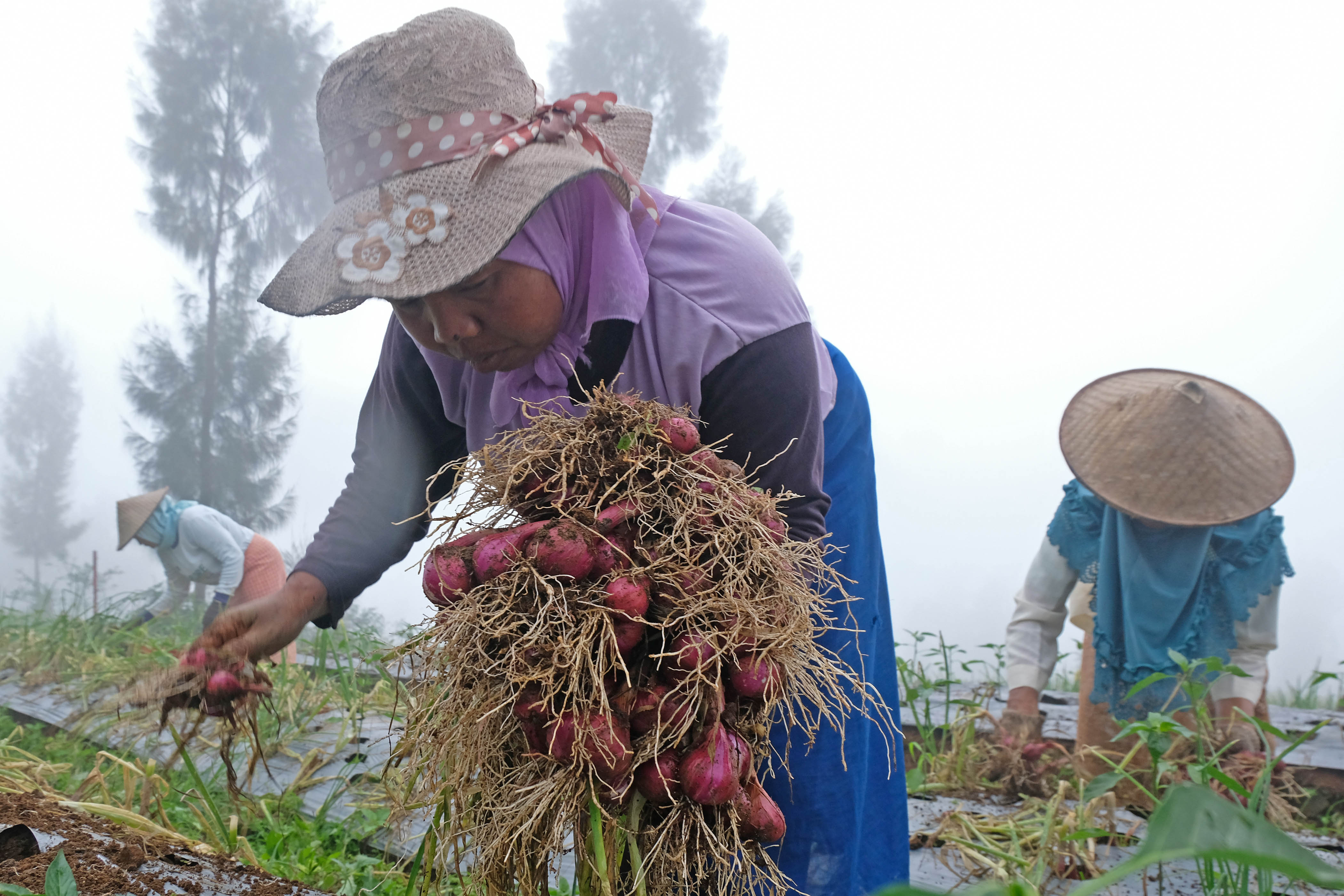 Panen Perdana Bawang di Food Estate