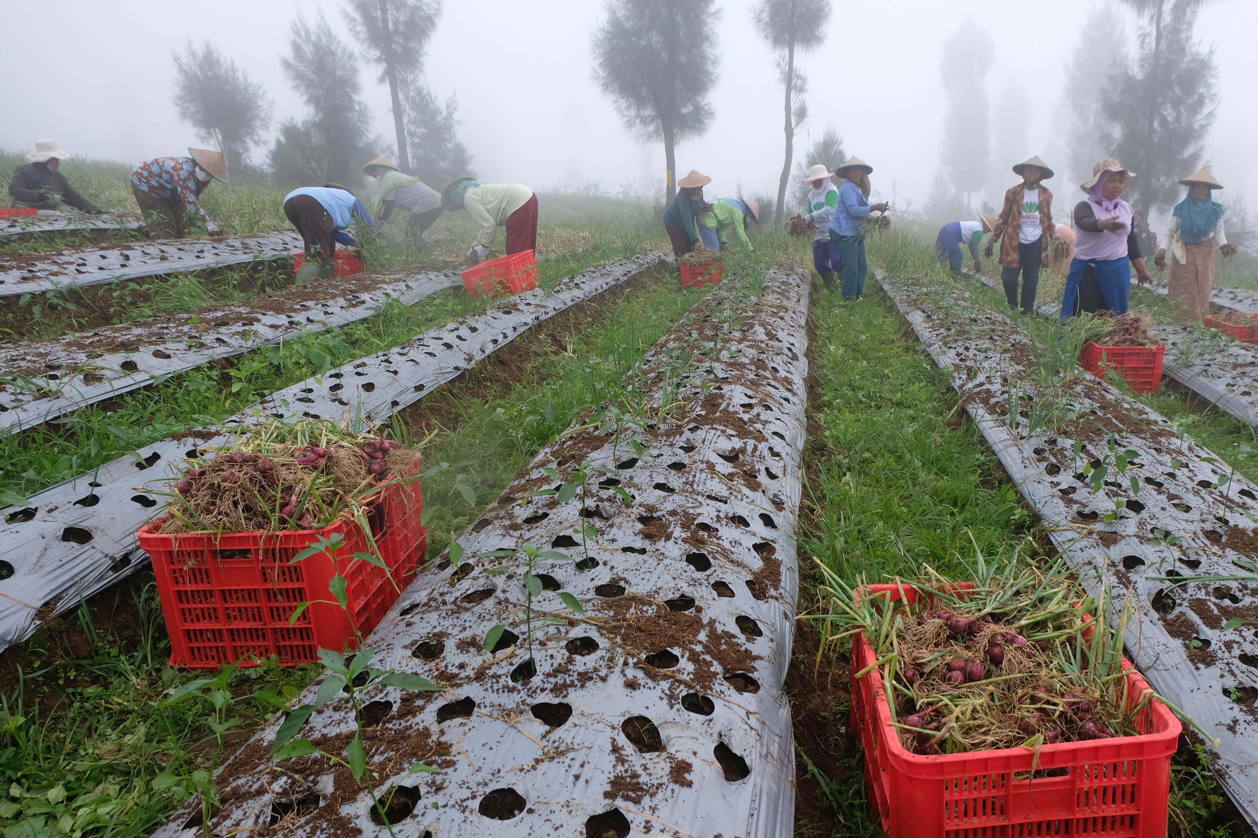 Panen Perdana Bawang di Food Estate