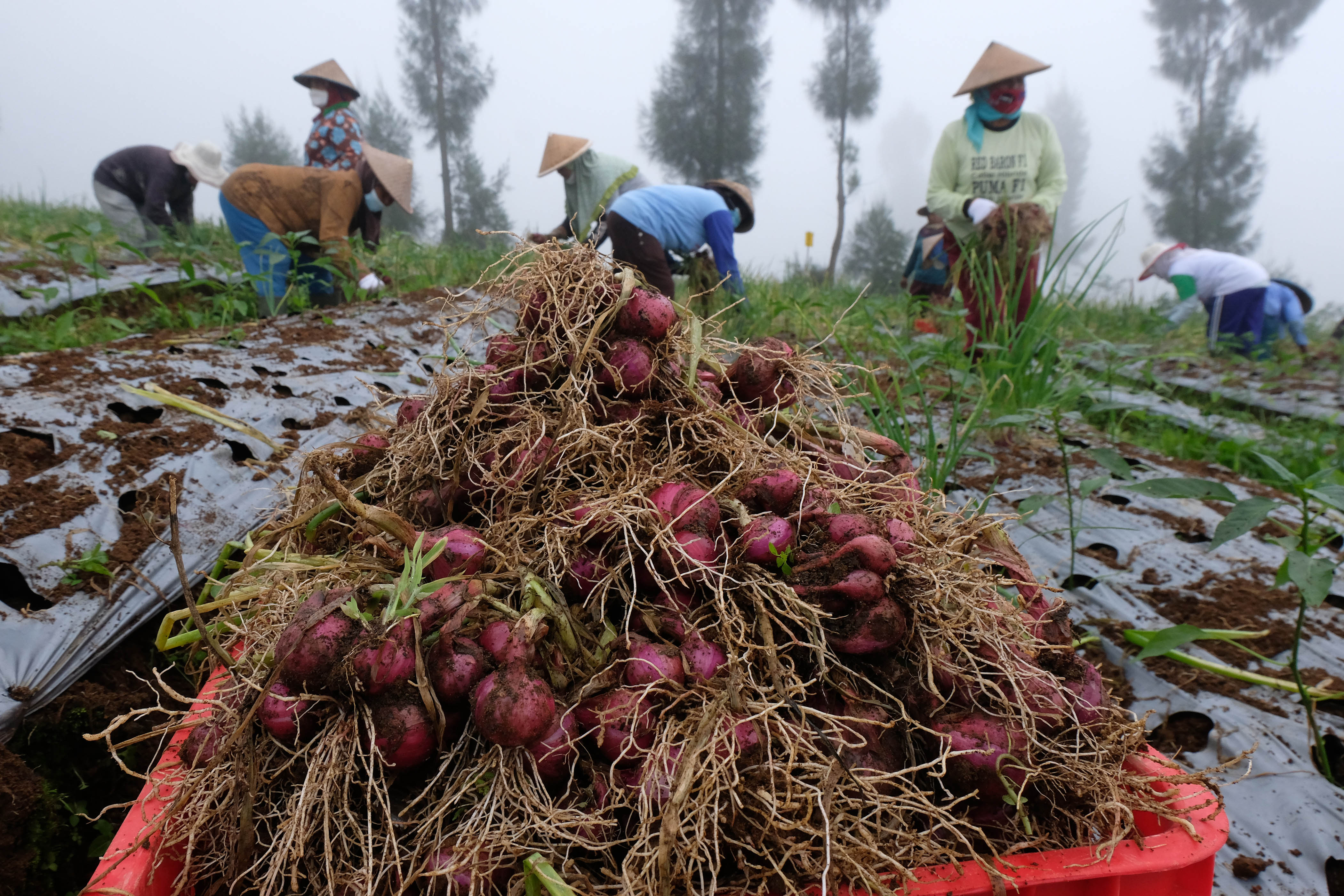 Panen Perdana Bawang di Food Estate