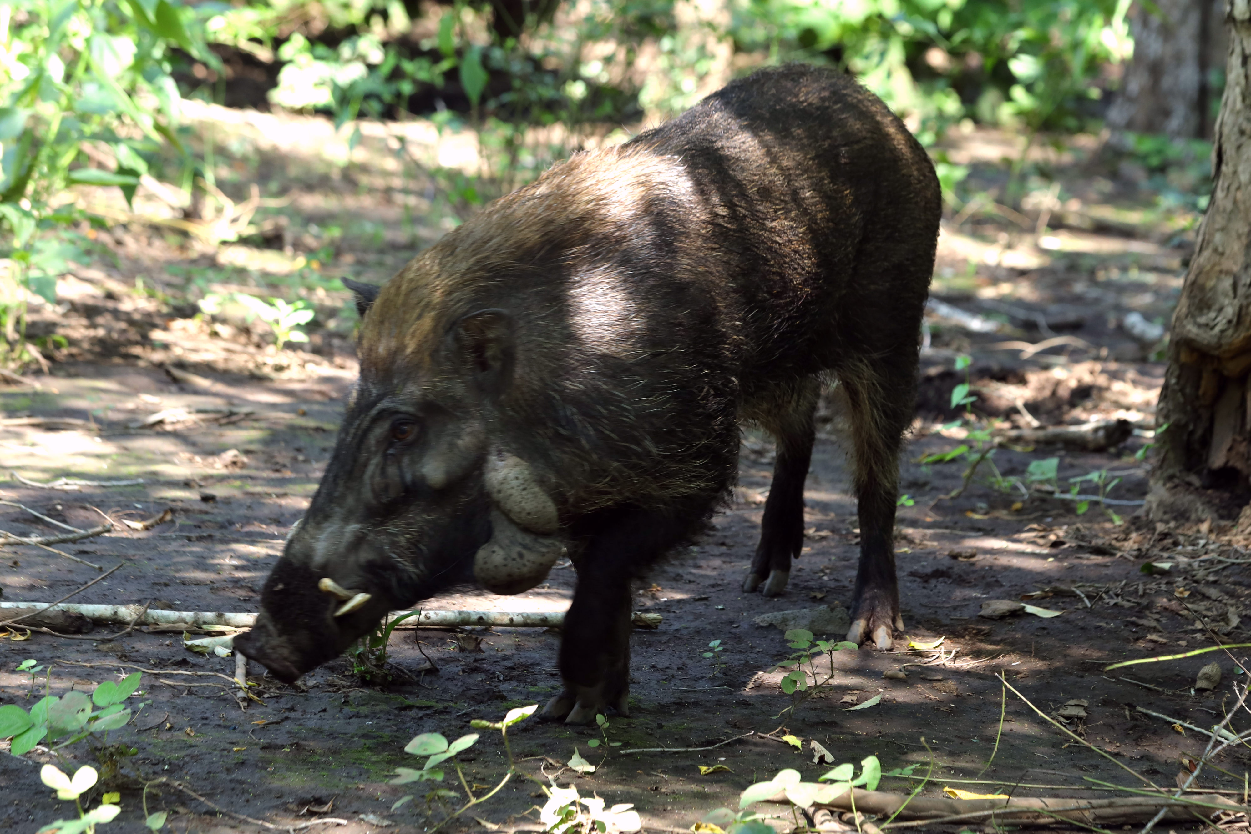 Babi Endemik Jawa Terancam Punah