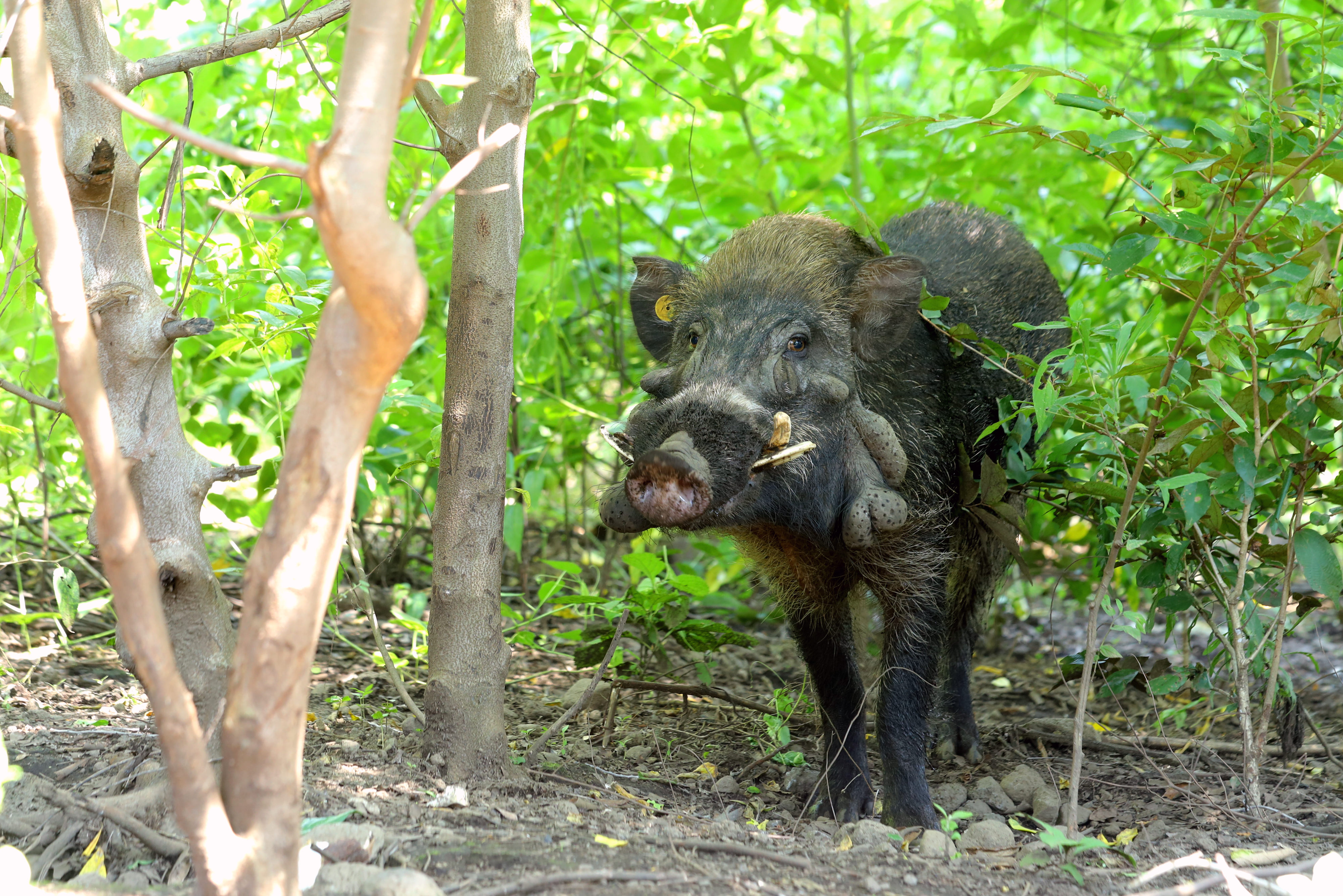 Babi Endemik Jawa Terancam Punah