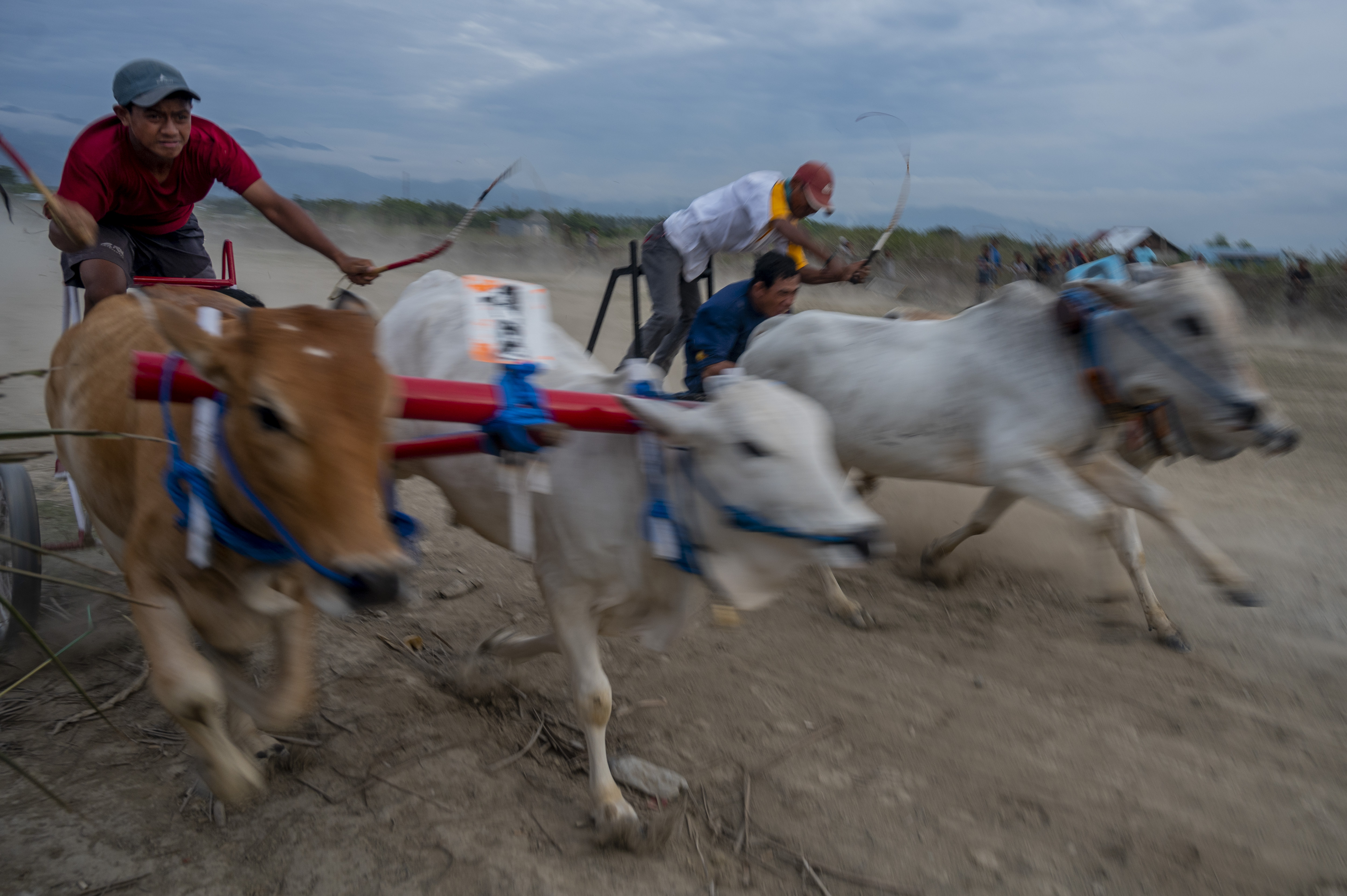 Tradisi Karapan Sapi Usai Panen di Sulawesi Tengah