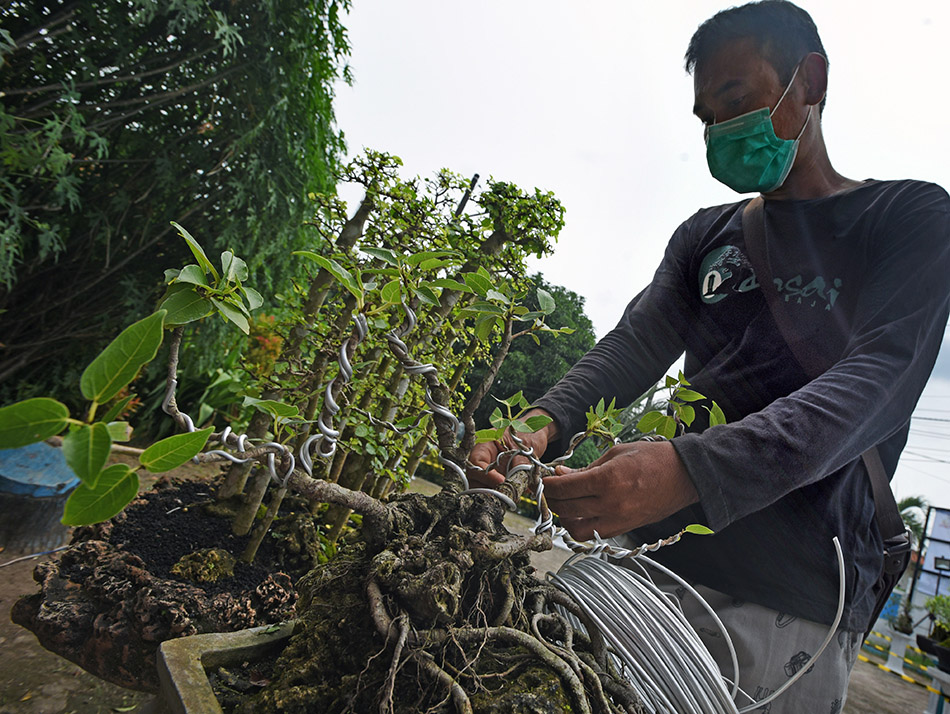 Kontes Bonsai Banten 2022 