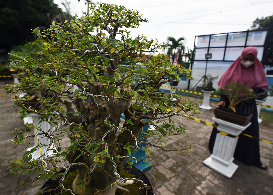 Kontes Bonsai Banten 2022 