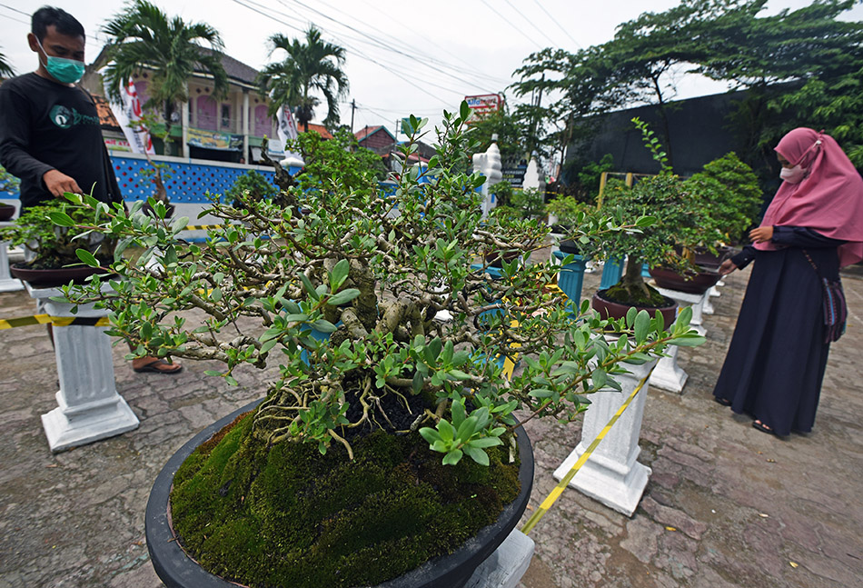 Kontes Bonsai Banten 2022 