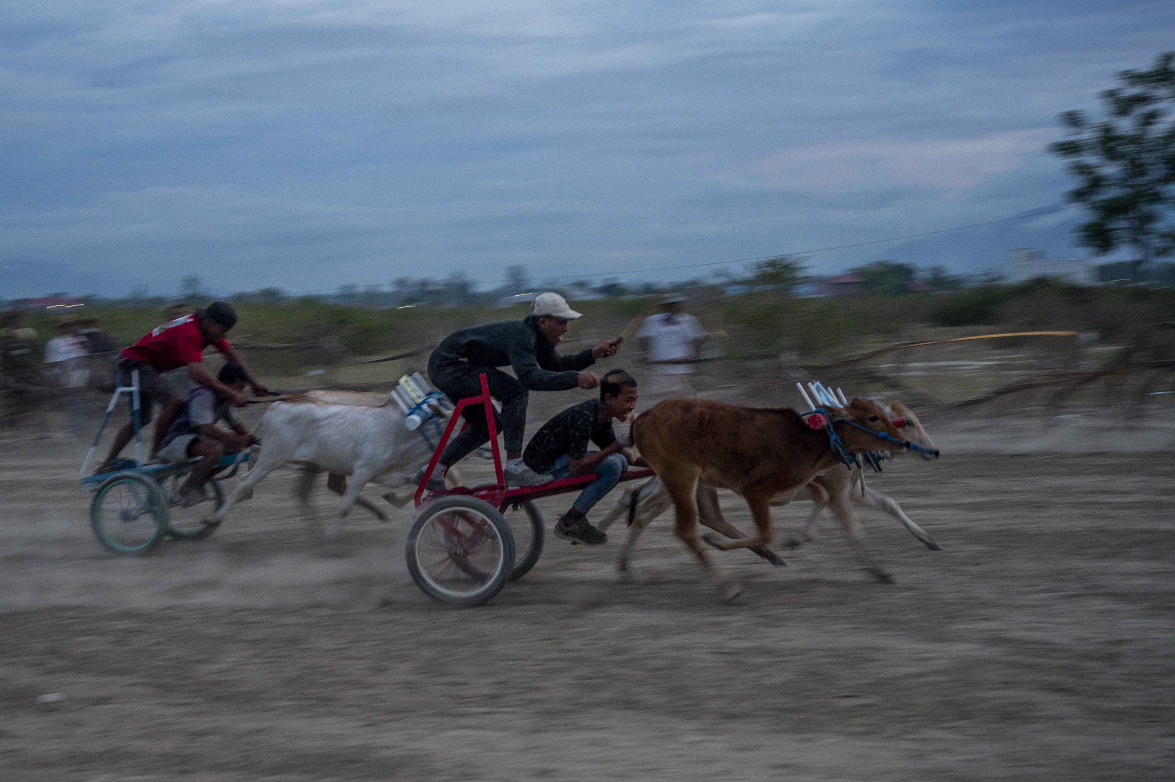 Tradisi Karapan Sapi Usai Panen di Sulawesi Tengah