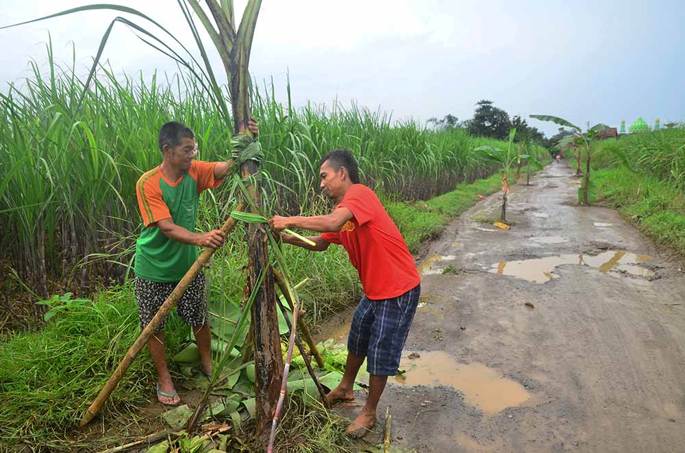 Jalan Rusak Ditanami Pohon Pisang