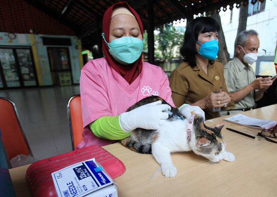 Sediakan 100 Dosis Vaksin Rabies Gratis 