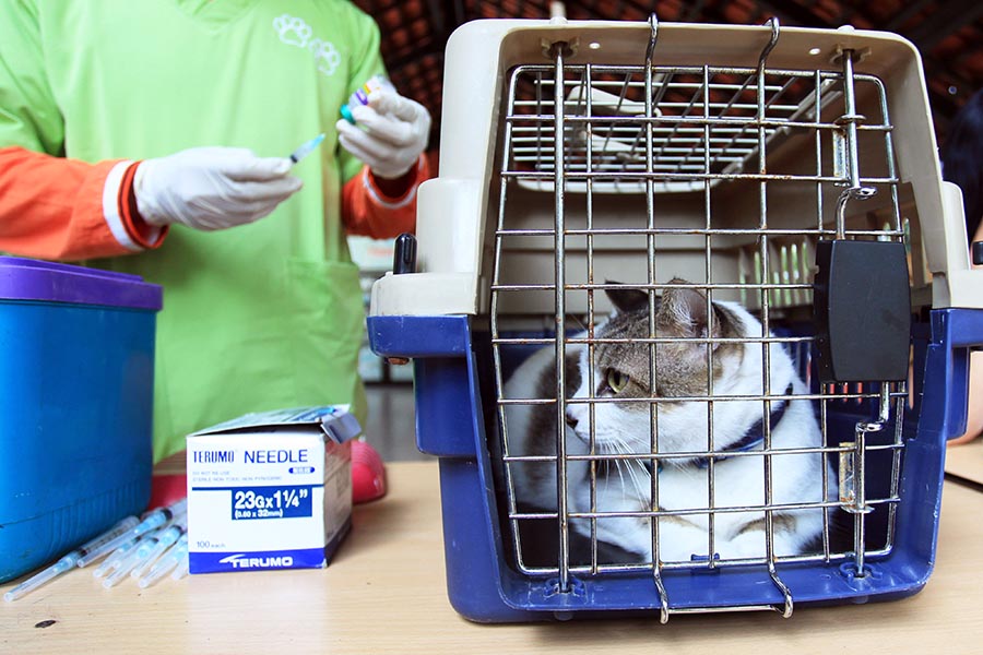 Sediakan 100 Dosis Vaksin Rabies Gratis 