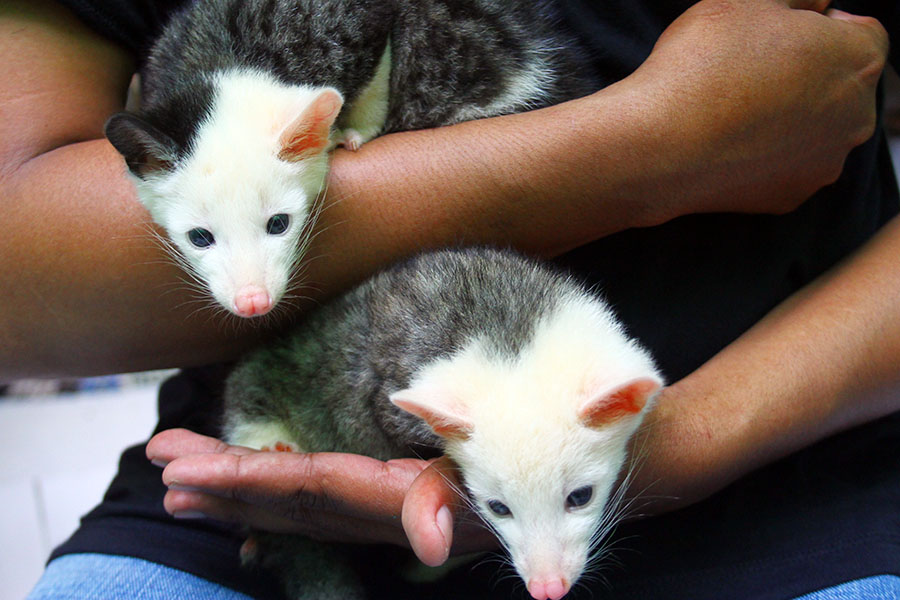 Potensi Bisnis Budidaya Musang Pandan di Malang Jatim  