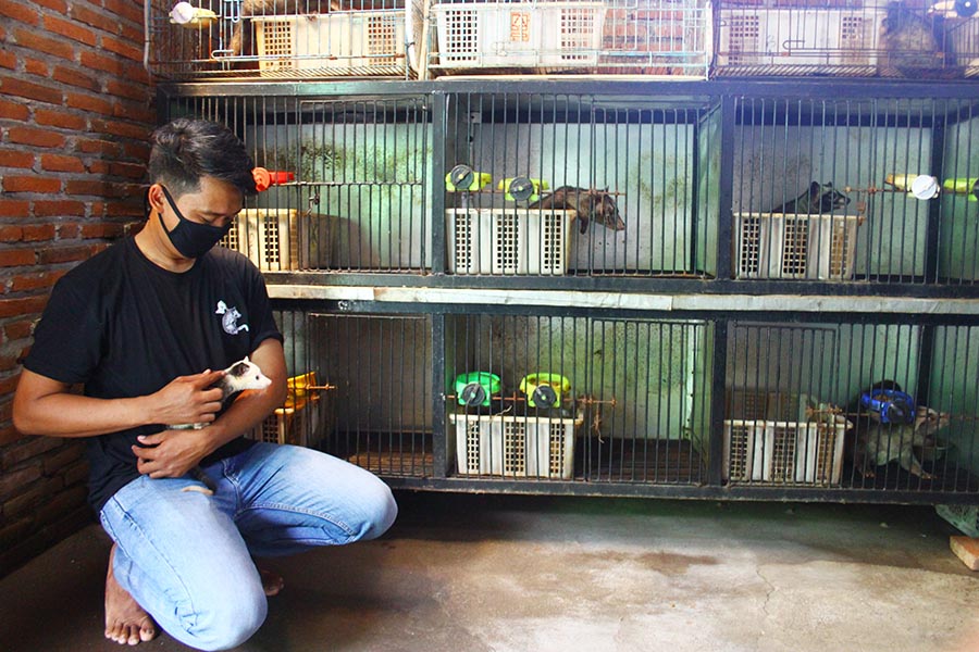 Potensi Bisnis Budidaya Musang Pandan di Malang Jatim  