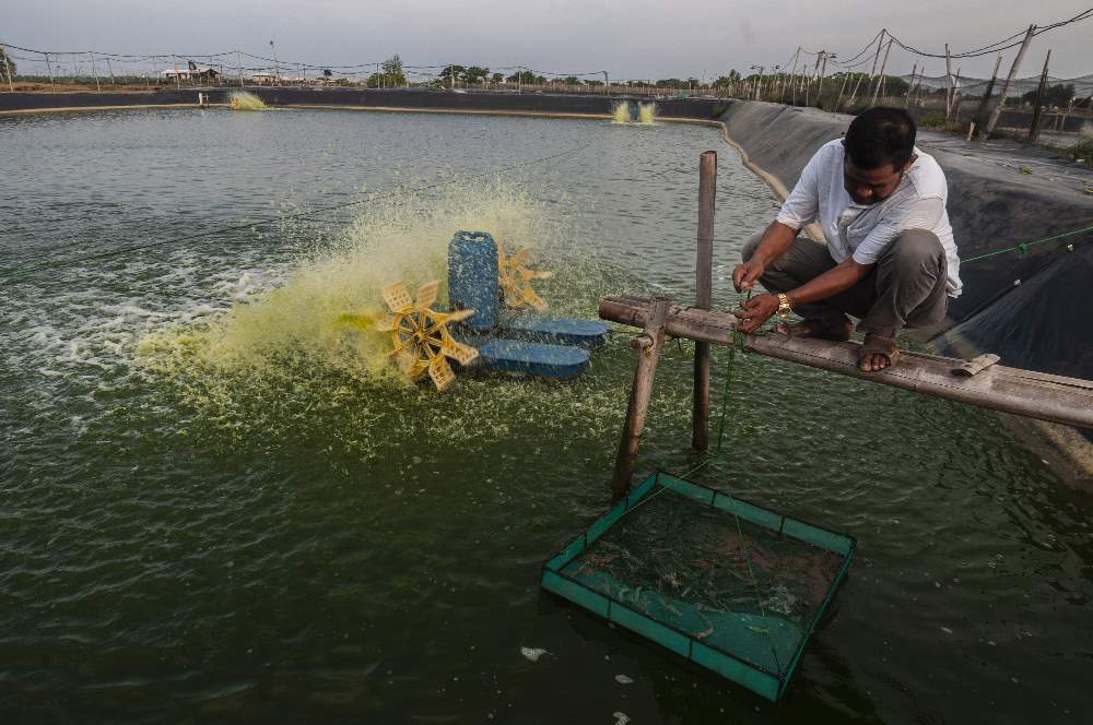 Masyarakat Binuangeun Lebak Banten Membudidayakan Udang Vaname