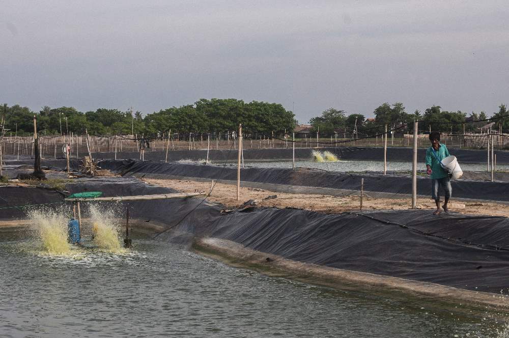 Masyarakat Binuangeun Lebak Banten Membudidayakan Udang Vaname