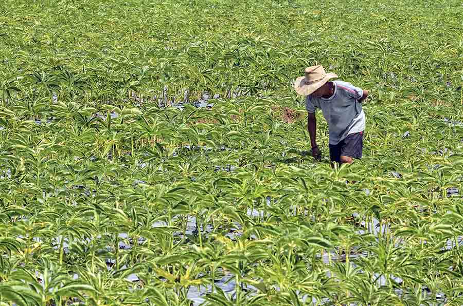 Kementerian Pertanian Targetkan Luas Tanam Umbi Porang Pada 2024 Mencapai 100 Ribu Hektare