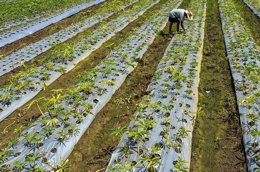 Kementerian Pertanian Targetkan Luas Tanam Umbi Porang Pada 2024 Mencapai 100 Ribu Hektare