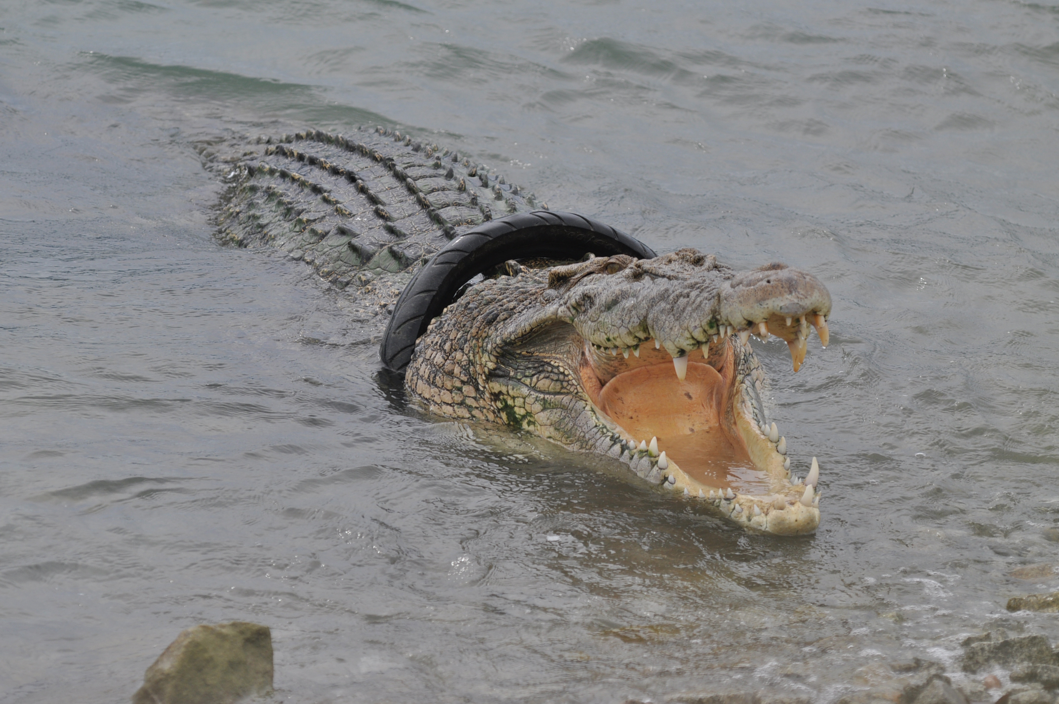 Akhir Jeratan Buaya Berkalung Ban
