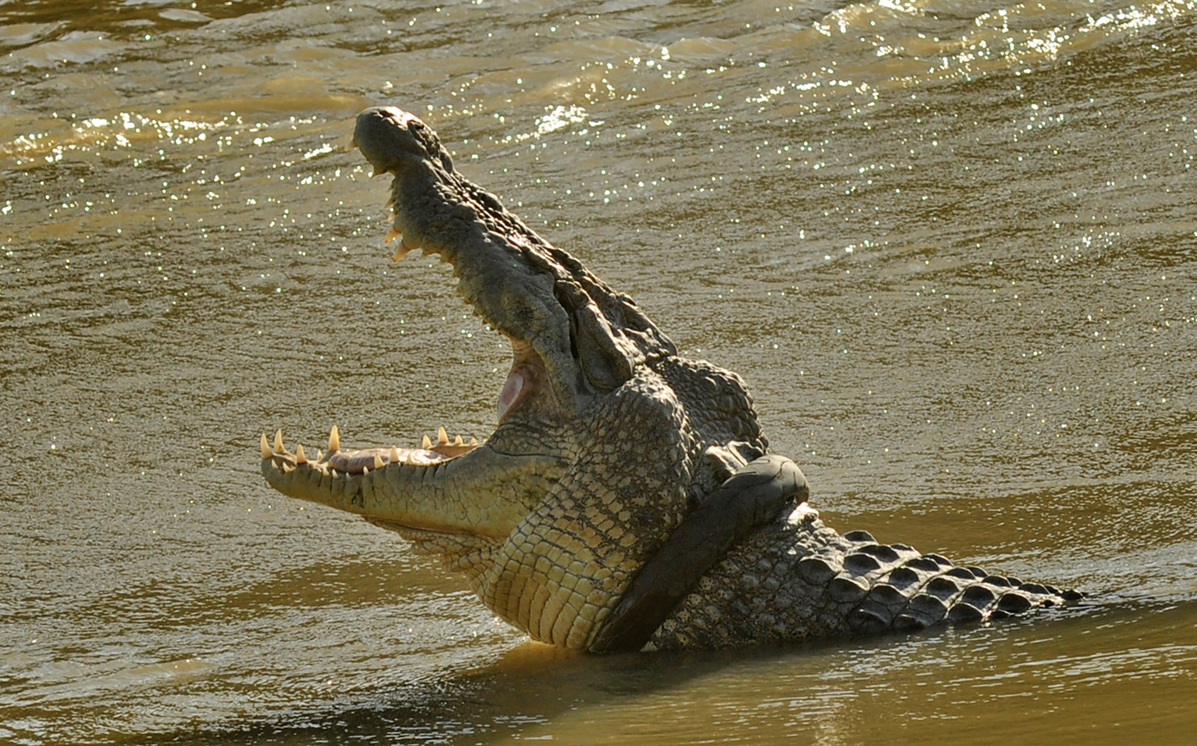 Akhir Jeratan Buaya Berkalung Ban