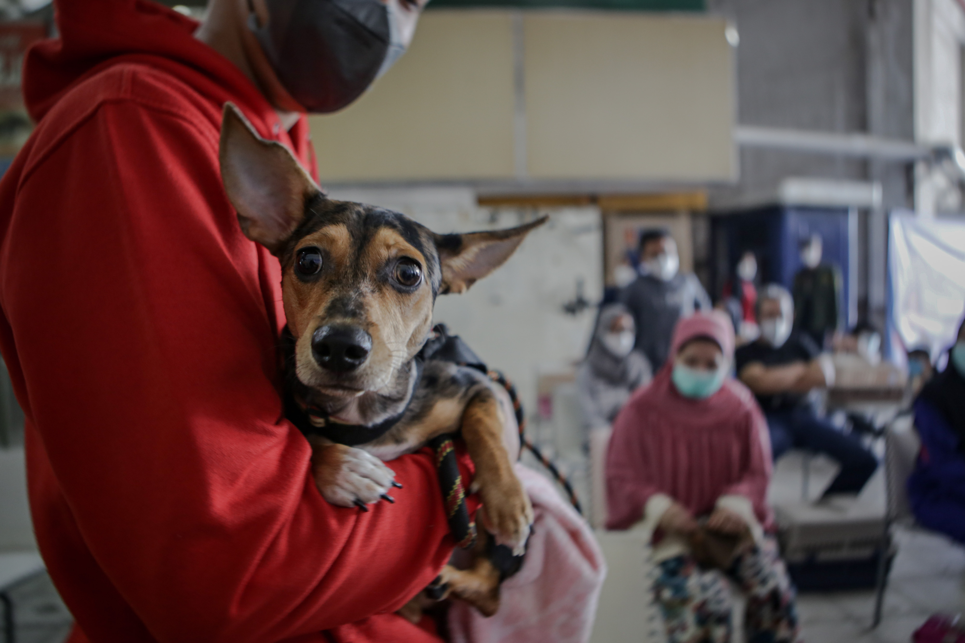 Vaksinasi Rabies Gratis