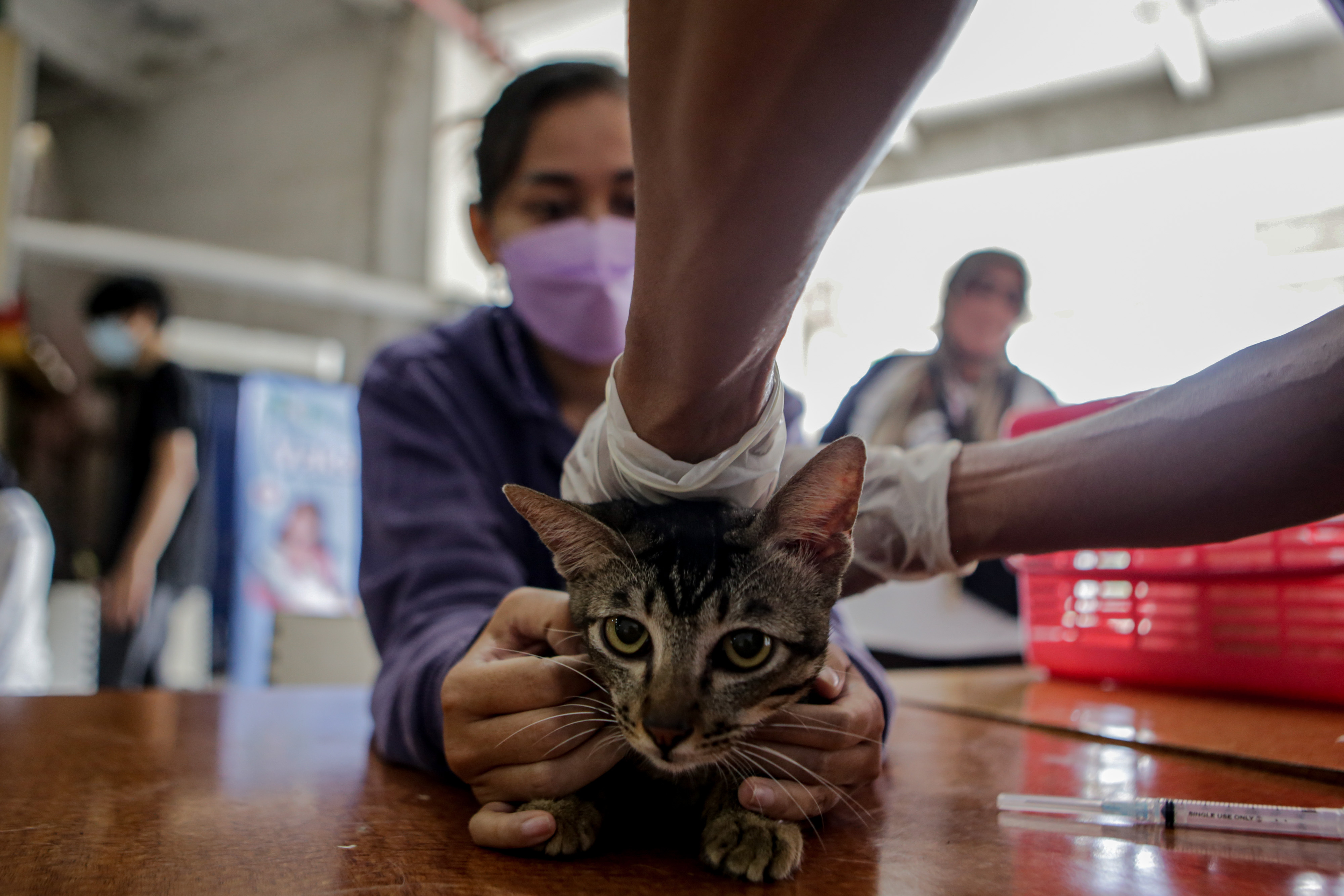 Vaksinasi Rabies Gratis